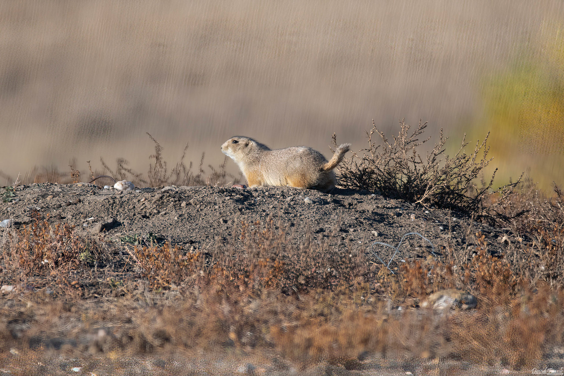 Prairie Dog
