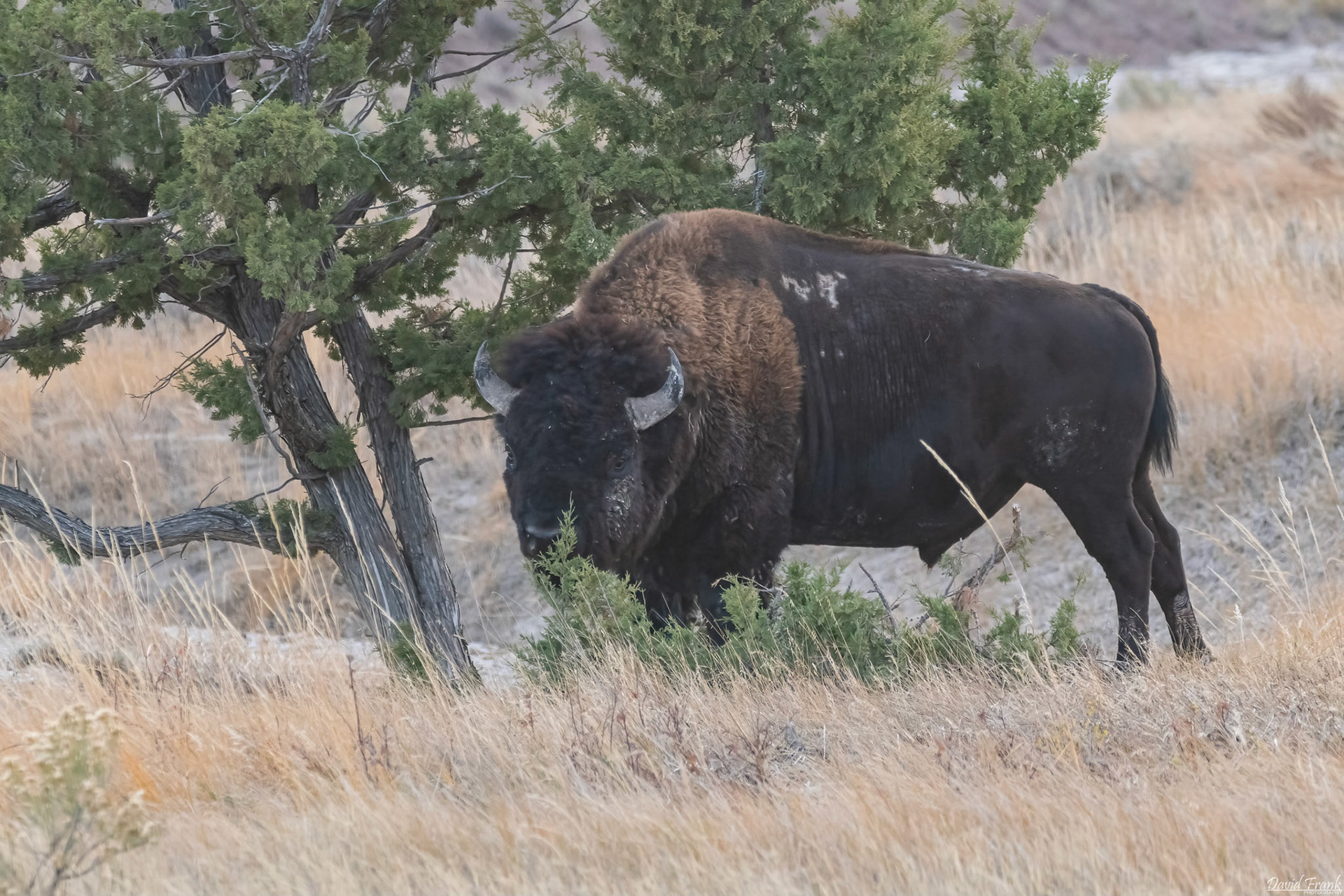 Bison
