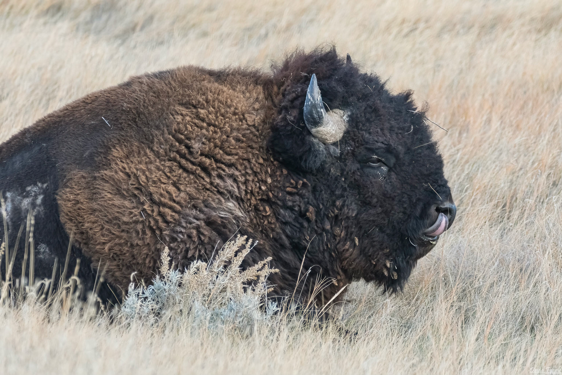 Bison