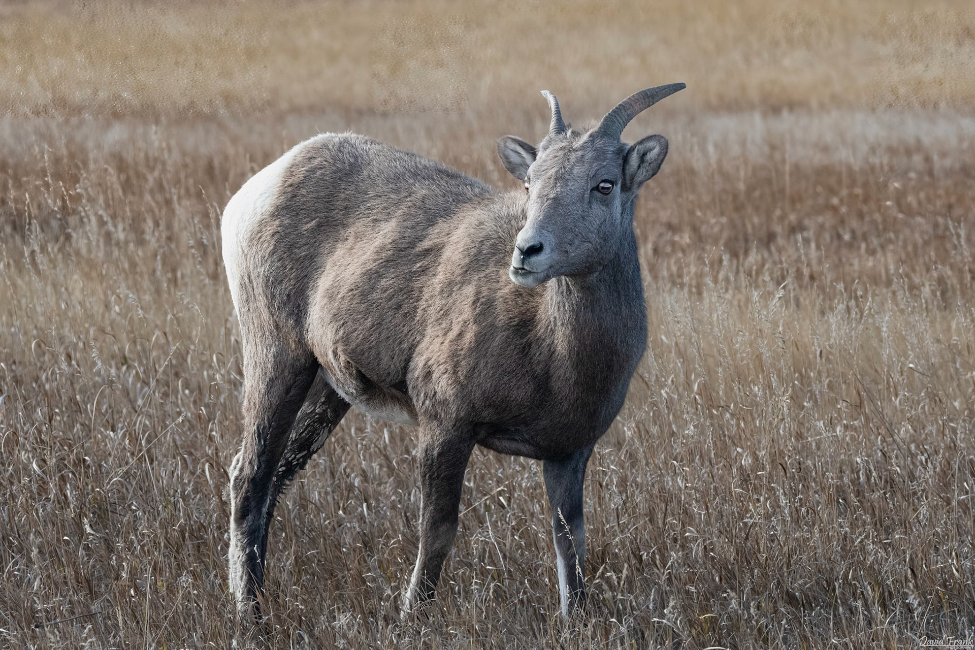 Big-Horn Sheep