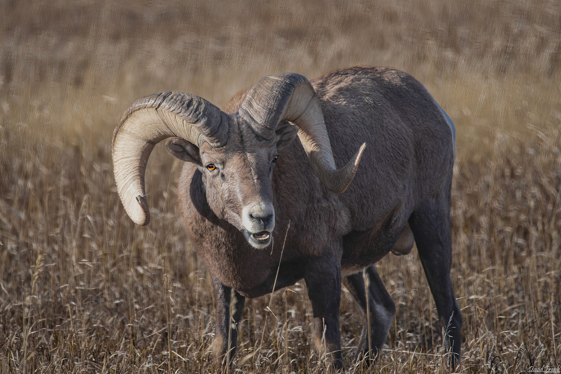Big-Horn Sheep