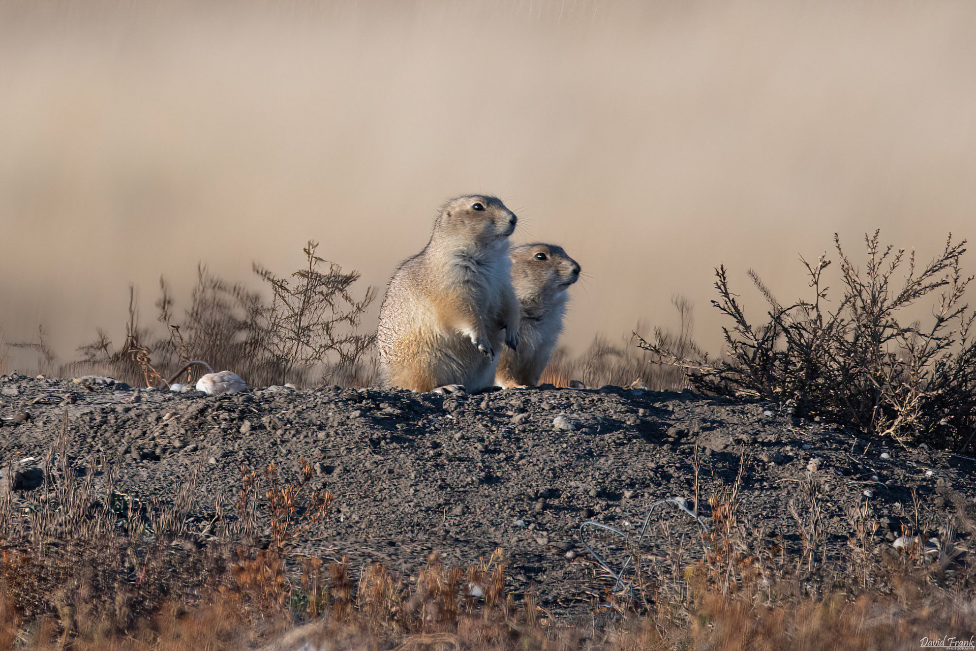 Prairie Dog