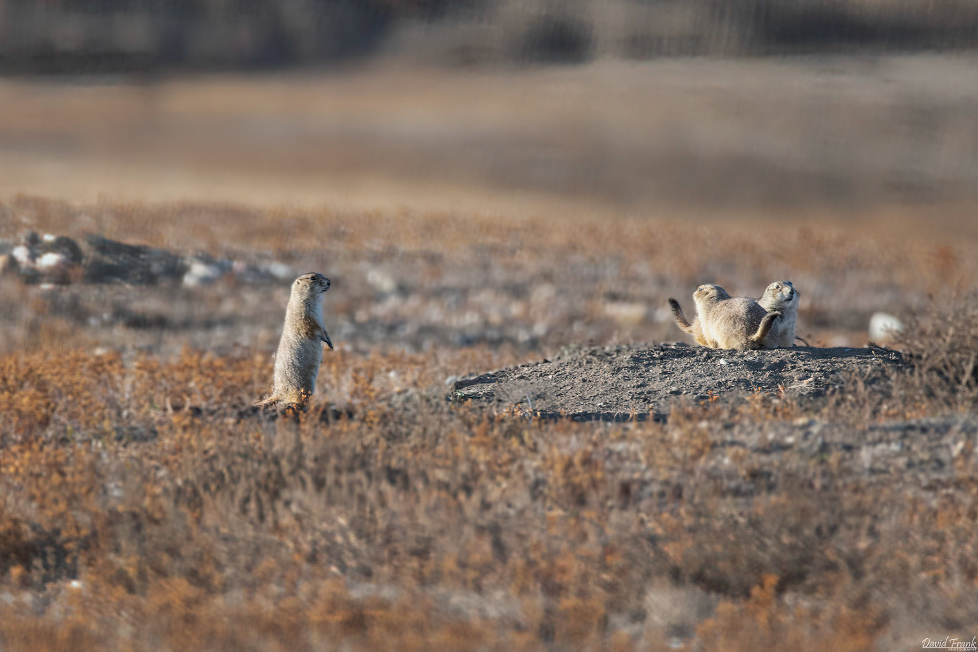 Prairie Dog