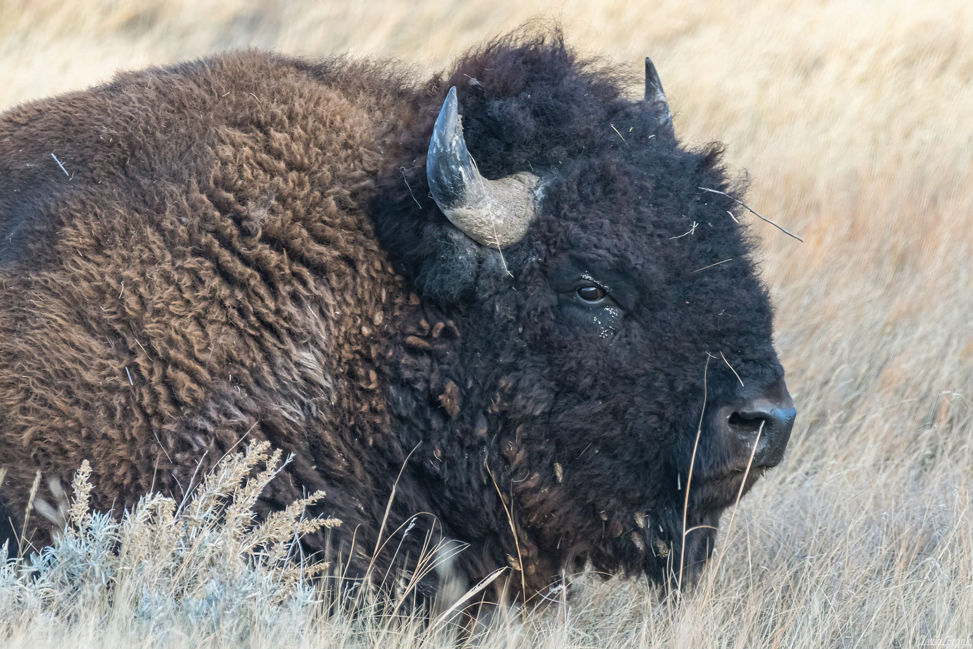 Bison