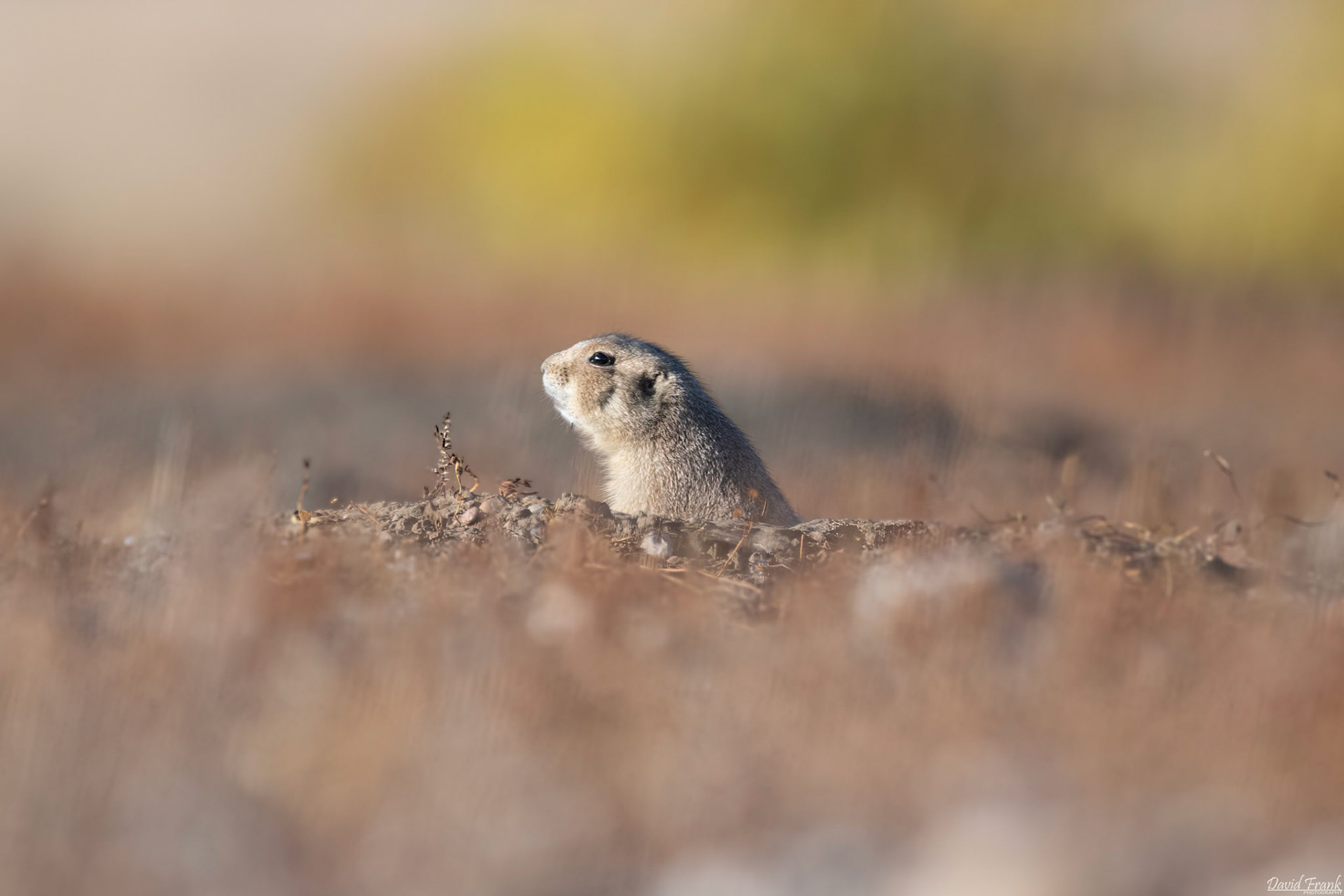 Prairie Dog