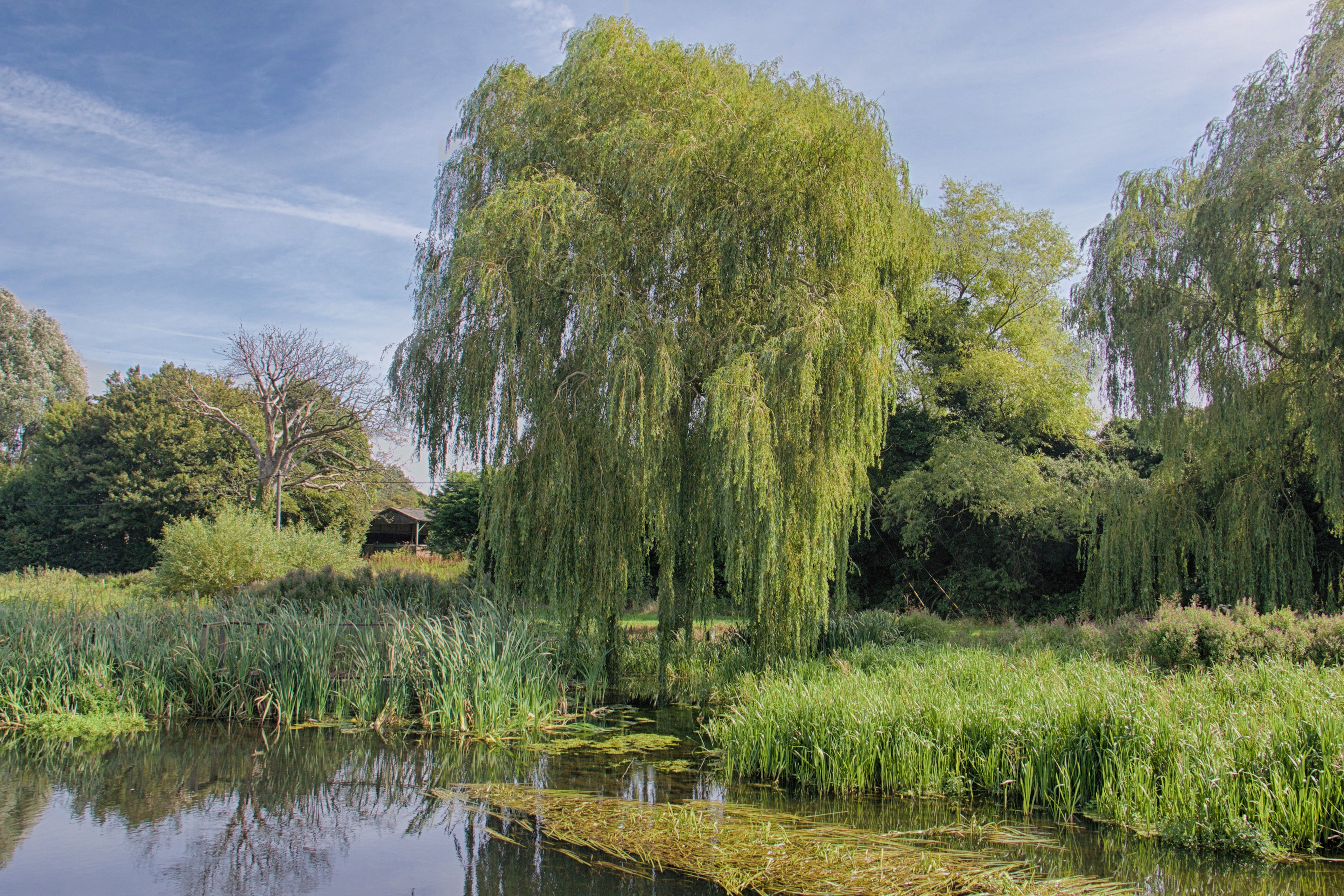 Willow