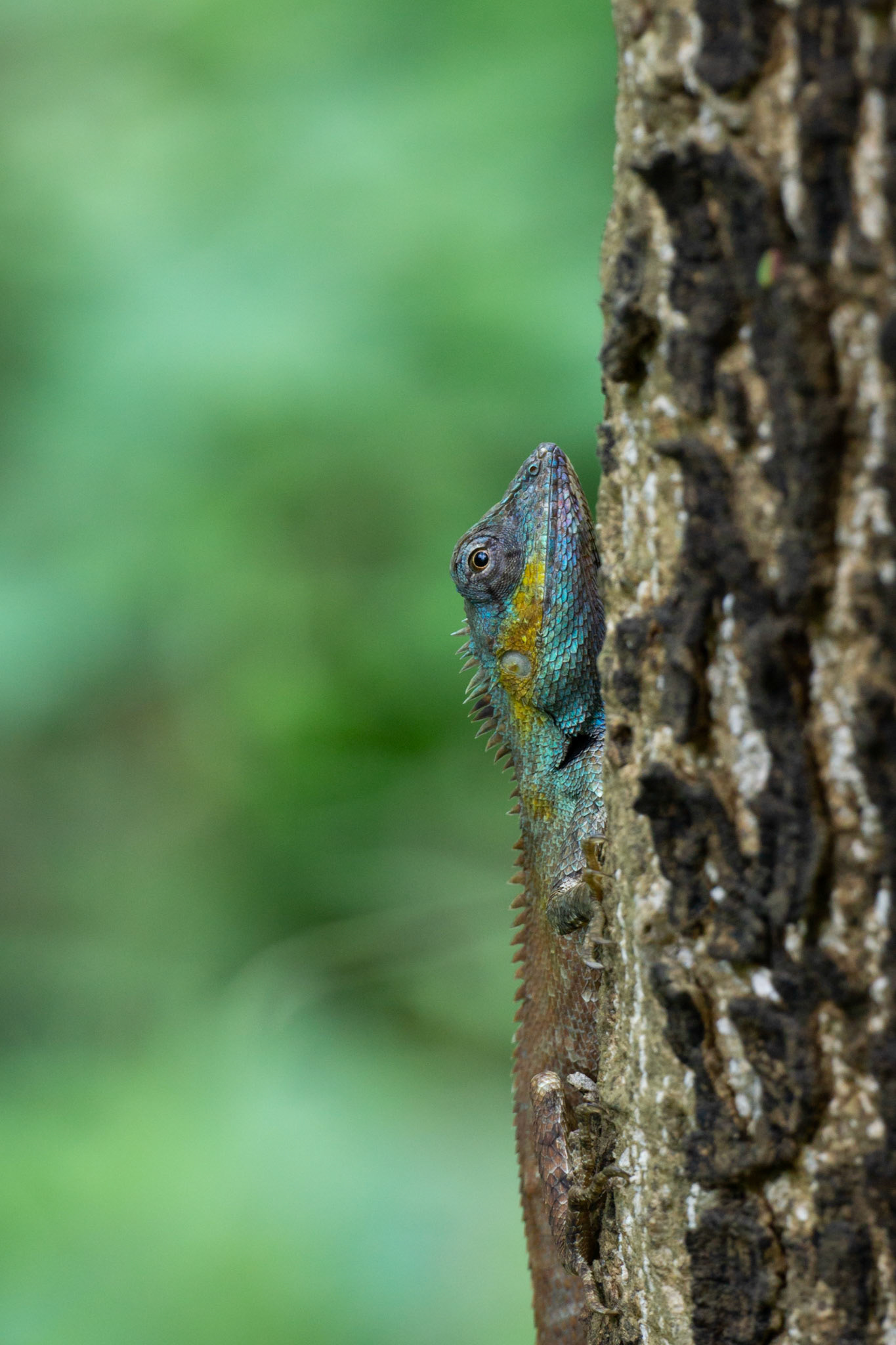 S-03b Calotes bachae