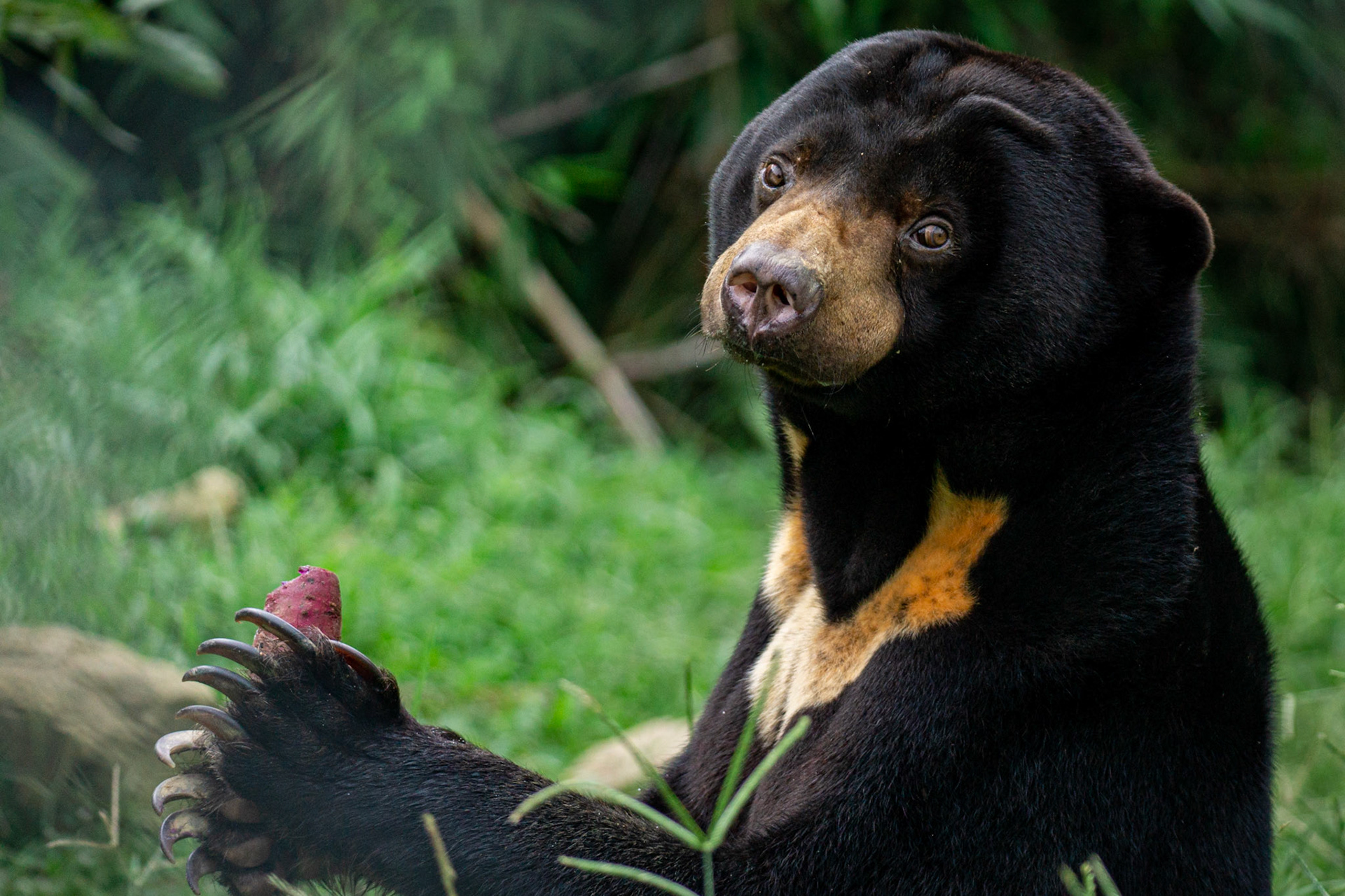 S-08b Urso do sol (Free the Bears)