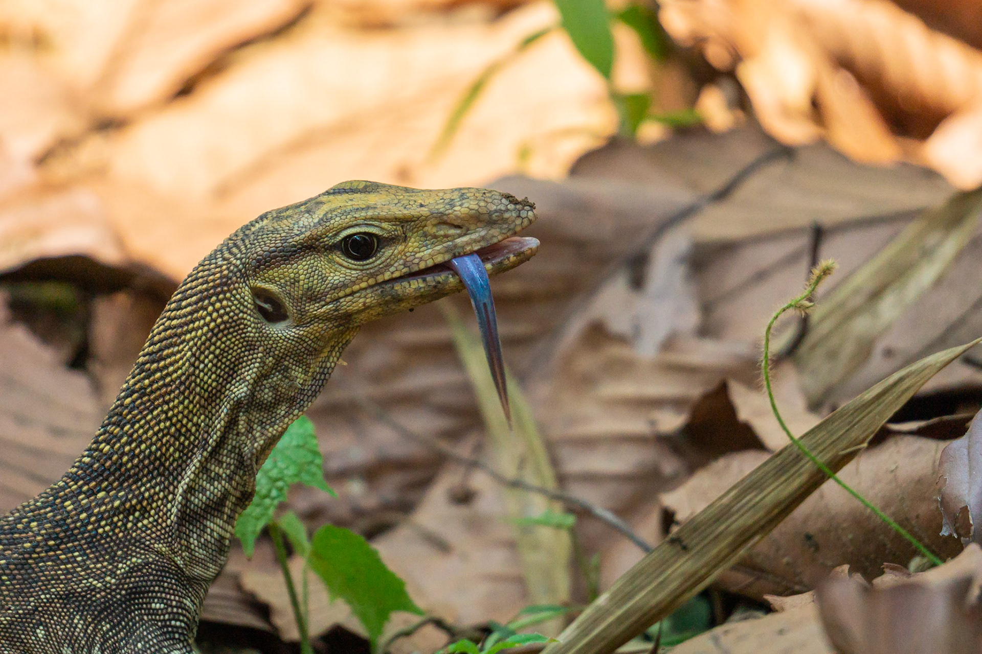 N-07a Lagarto-monitor nebuloso