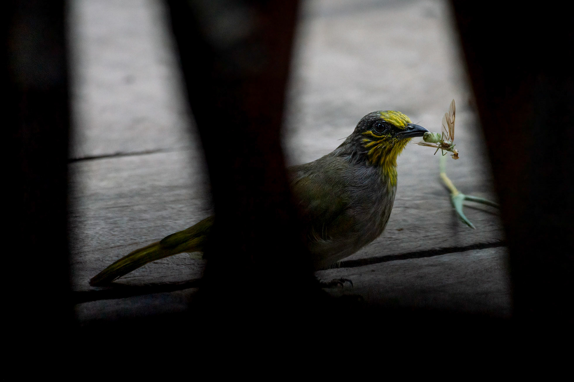 S-02b Bulbul-de-garganta-estriada