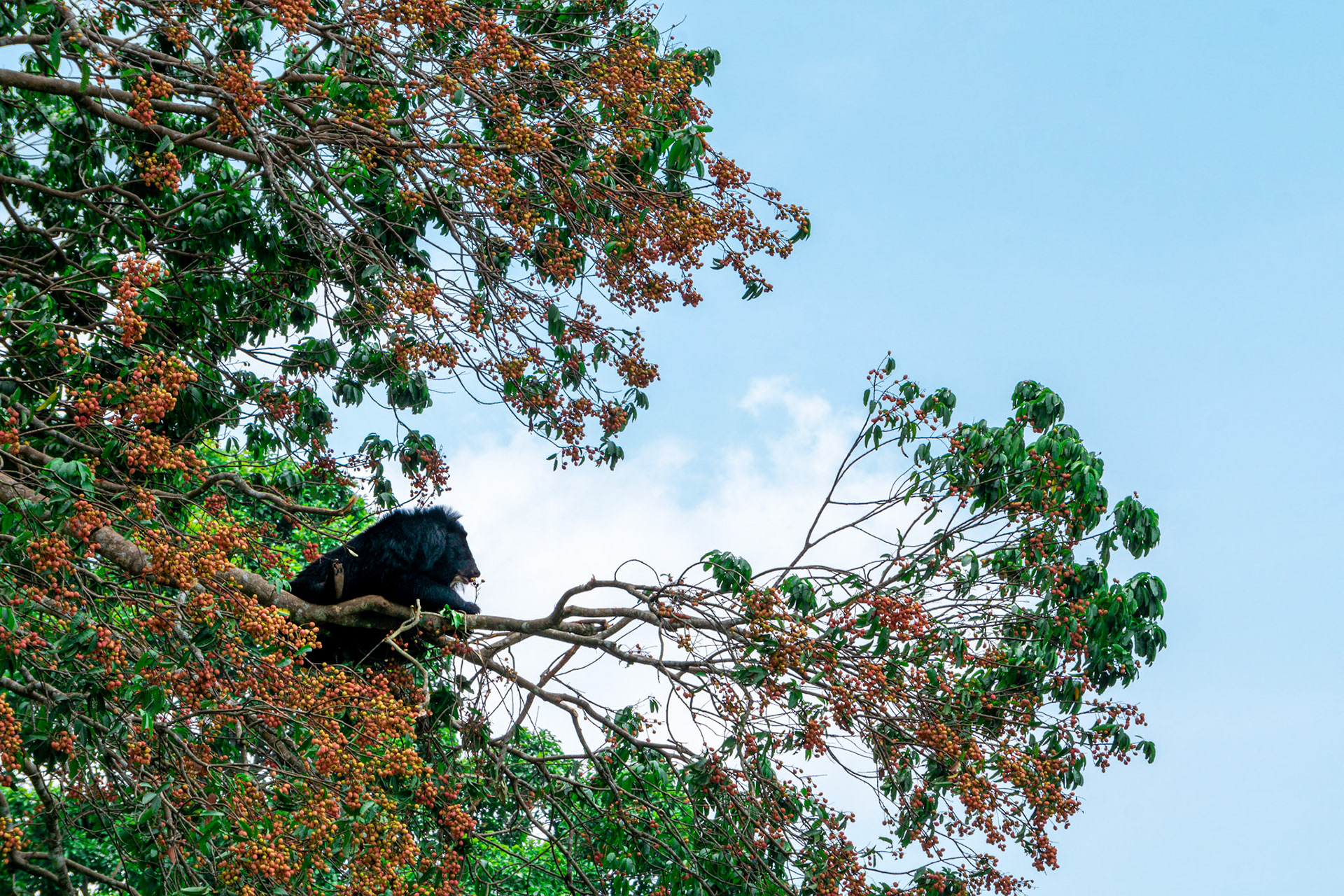 S-07a Urso negro asiático (Free the Bears)