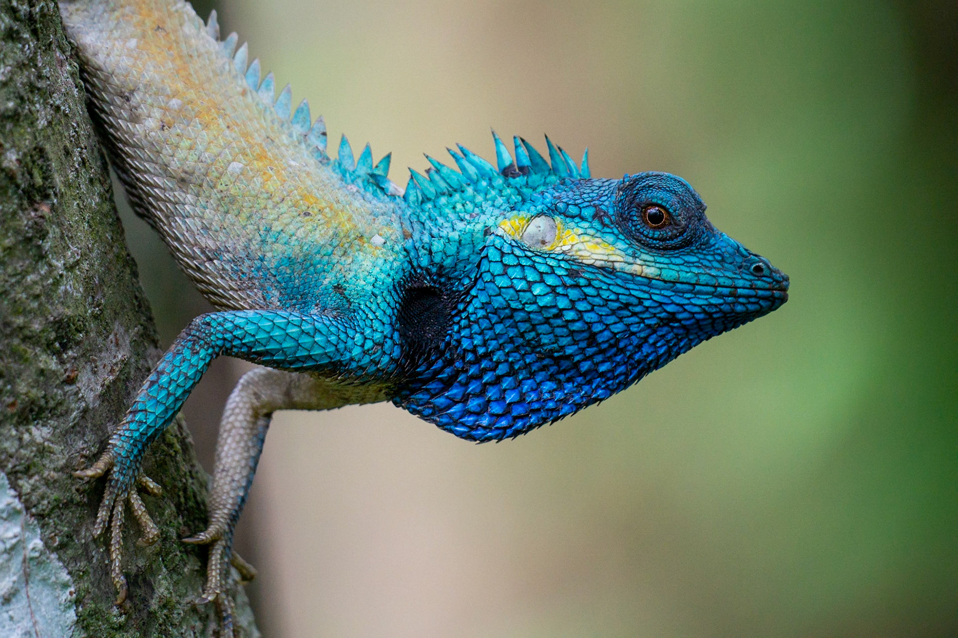 X-03 Calotes bachae