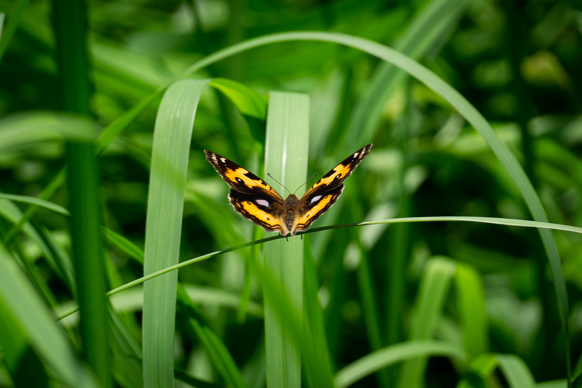 E-09 Junonia hierta