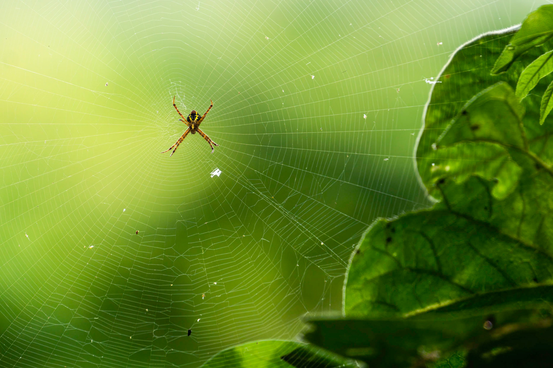 E-01 Argiope sp.