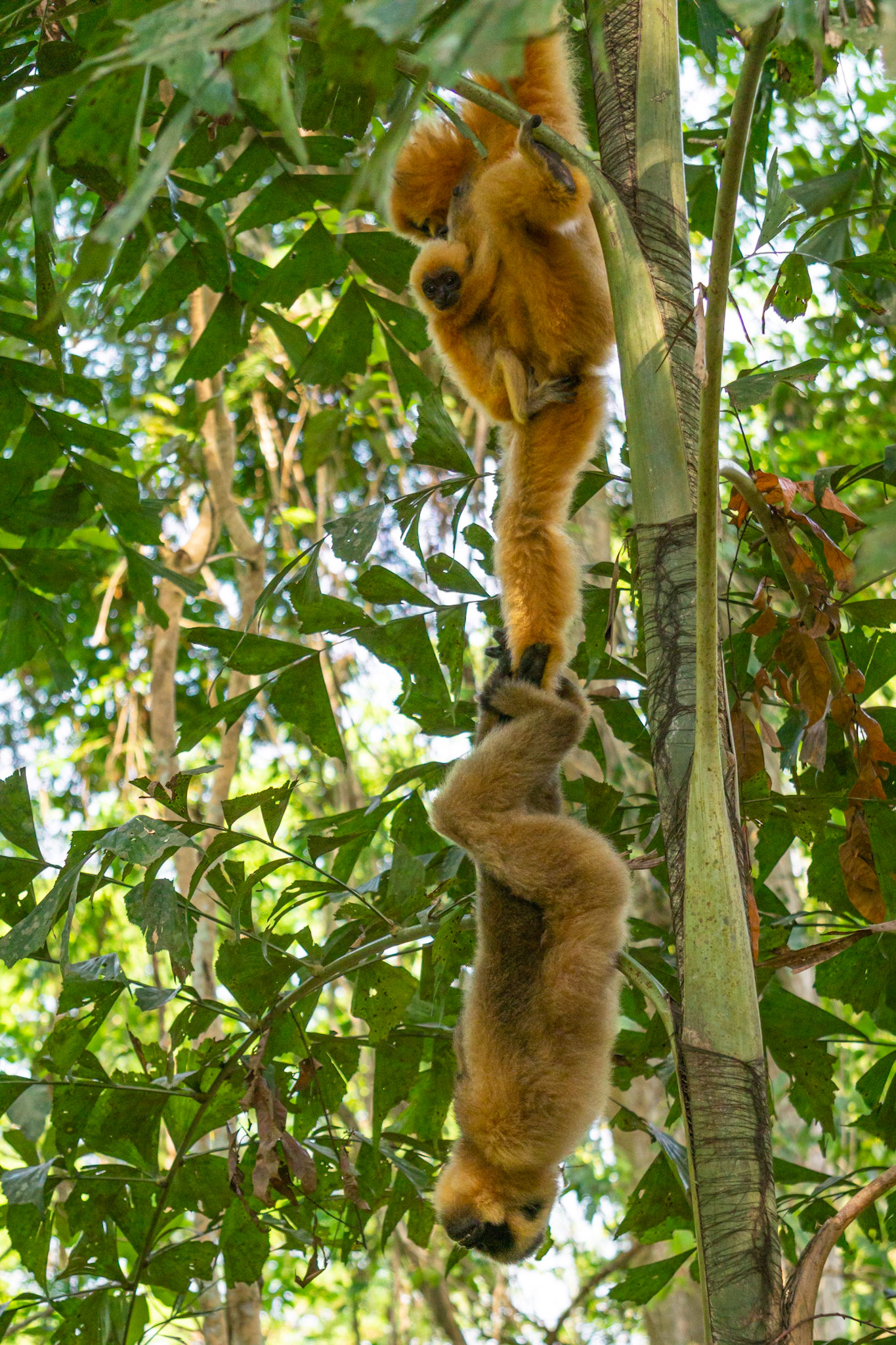 O-03f Gibão de bochechas amarelas