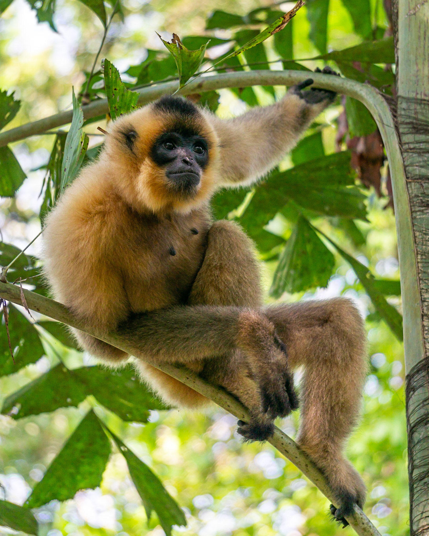 O-03b Gibão de bochechas amarelas