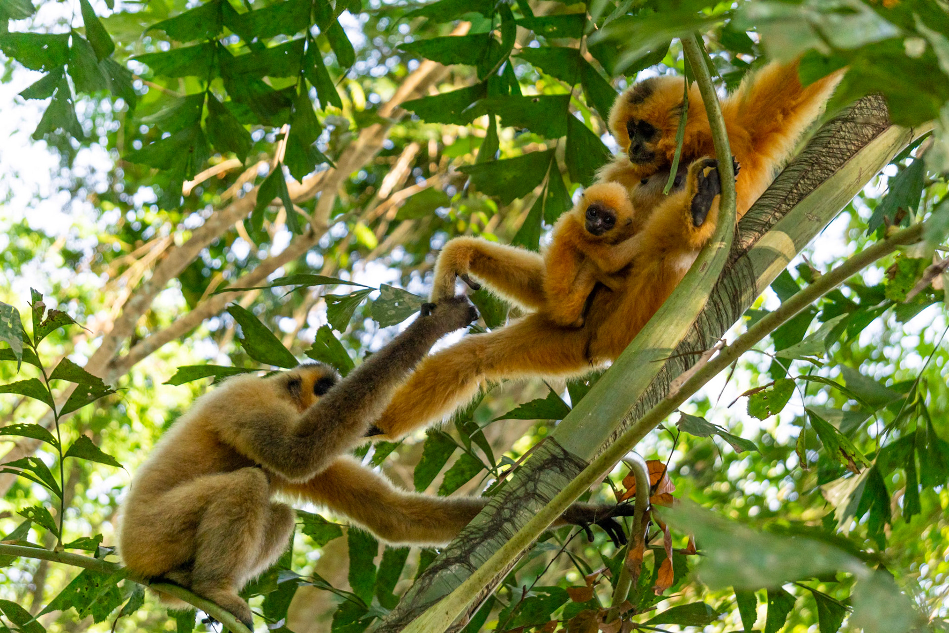 O-03g Gibão de bochechas amarelas