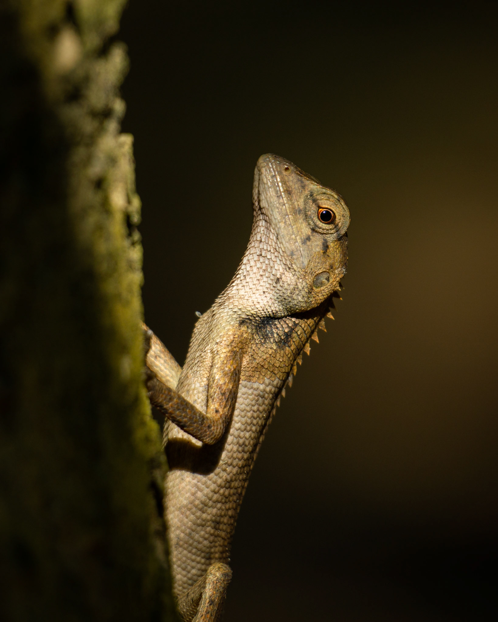 An oriental garden lizard (Calotes versicolor) pursues the sunlight in the dense rain forest in Cat Tien National Park in Vietnam.