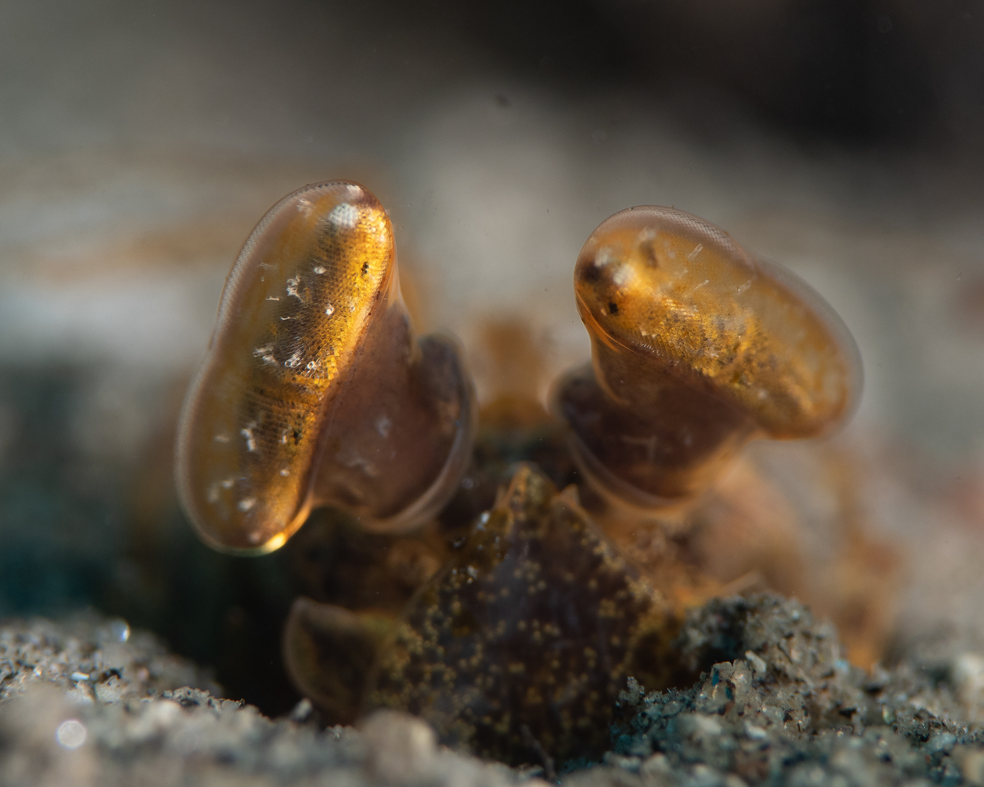 Mantis shrimp
