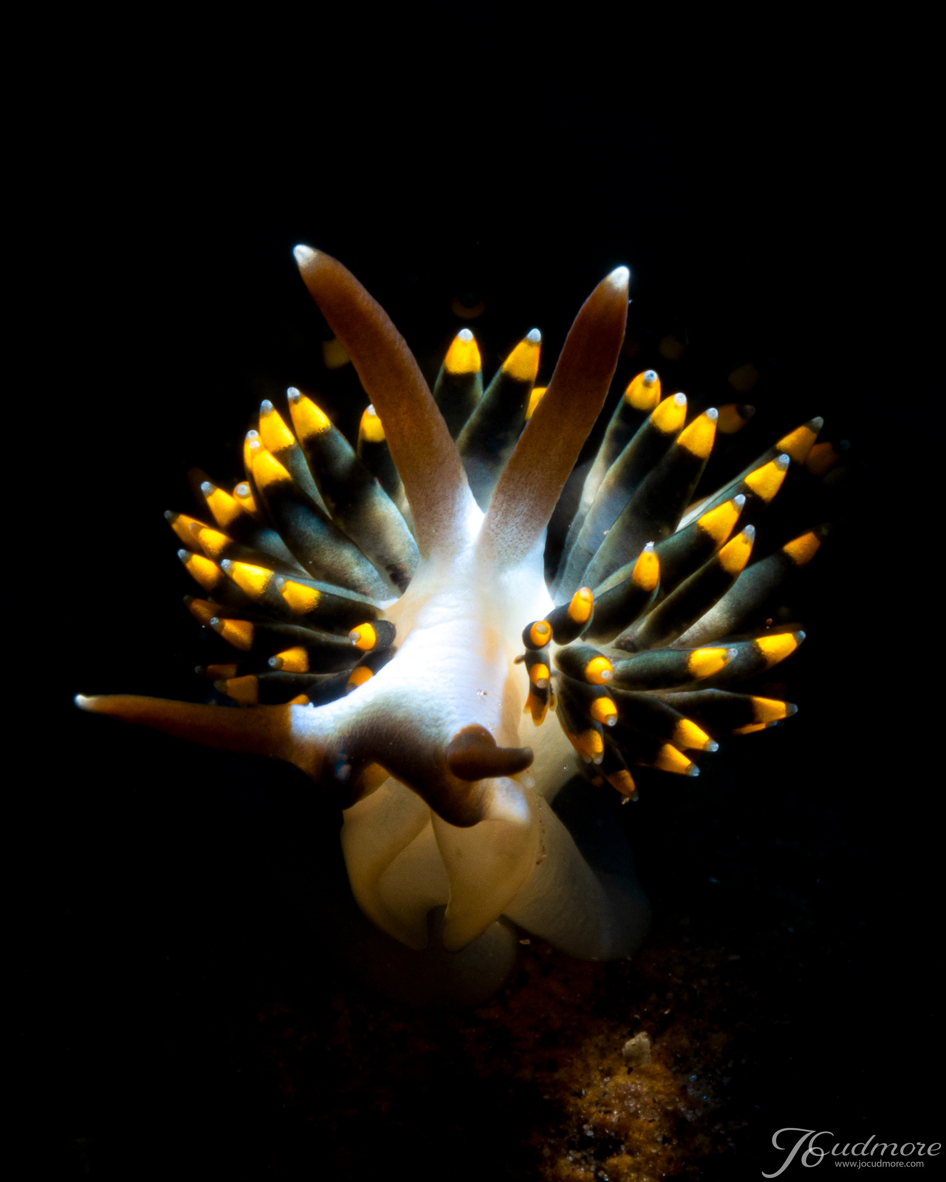 Tenellia sp.
