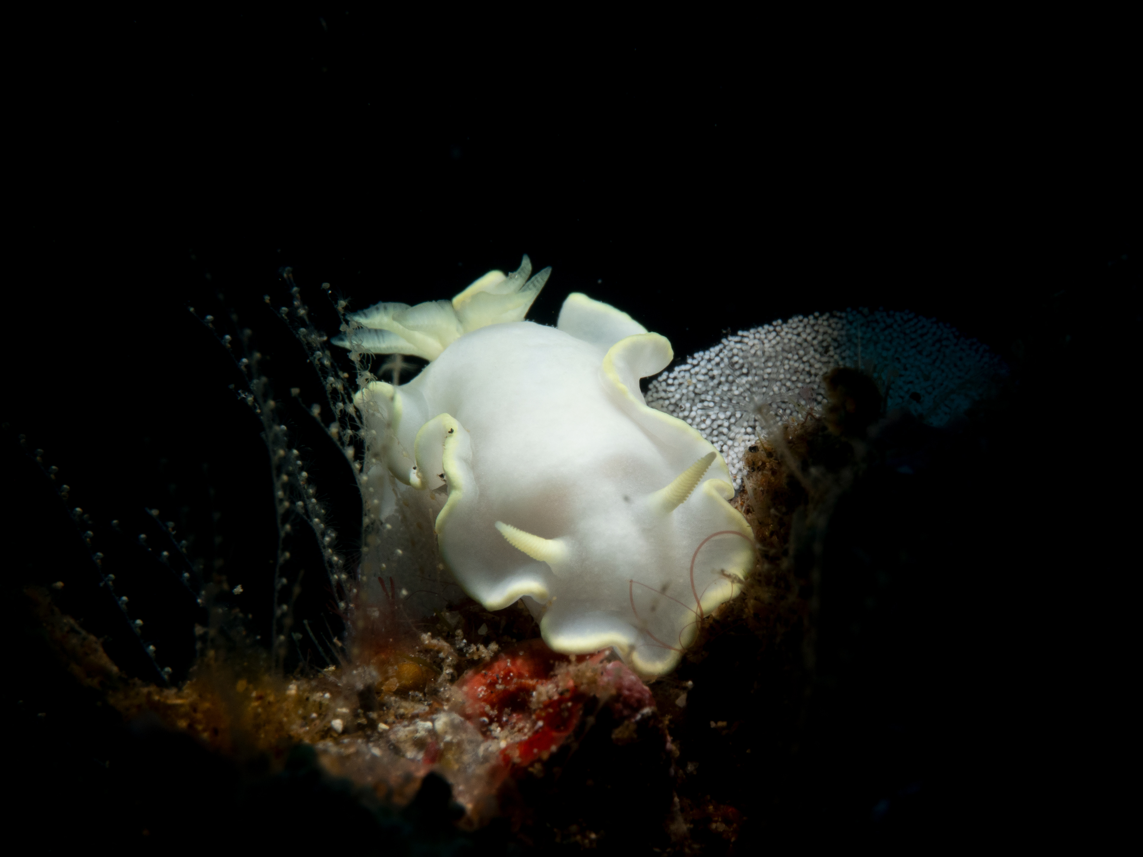 Nudibranch