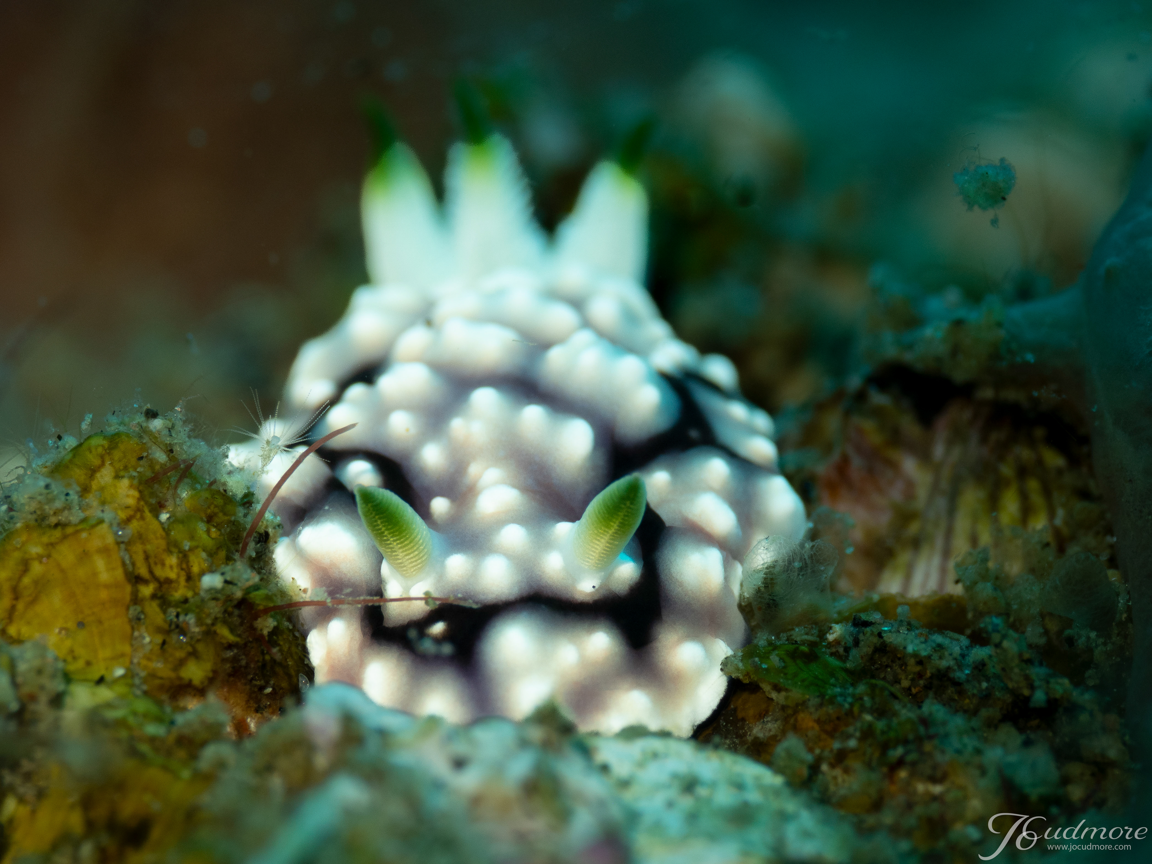 Goniobranchus geometricus