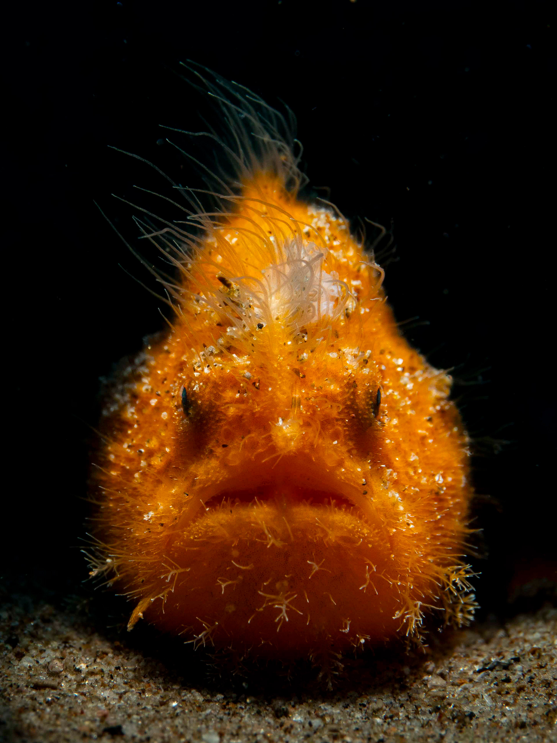 Frog Fish