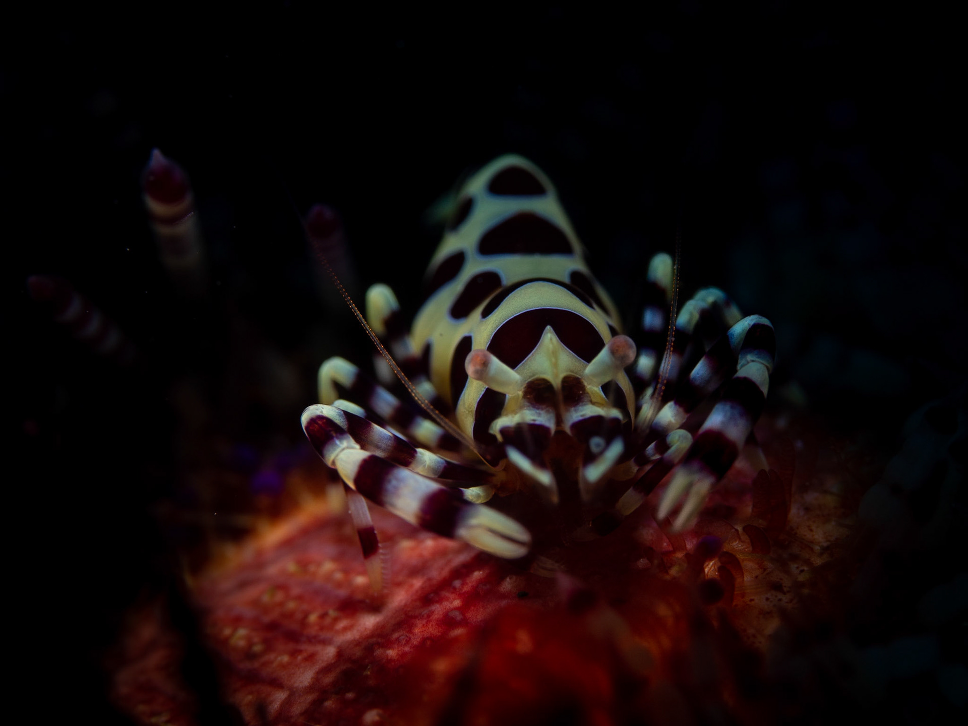 Coleman Shrimp
