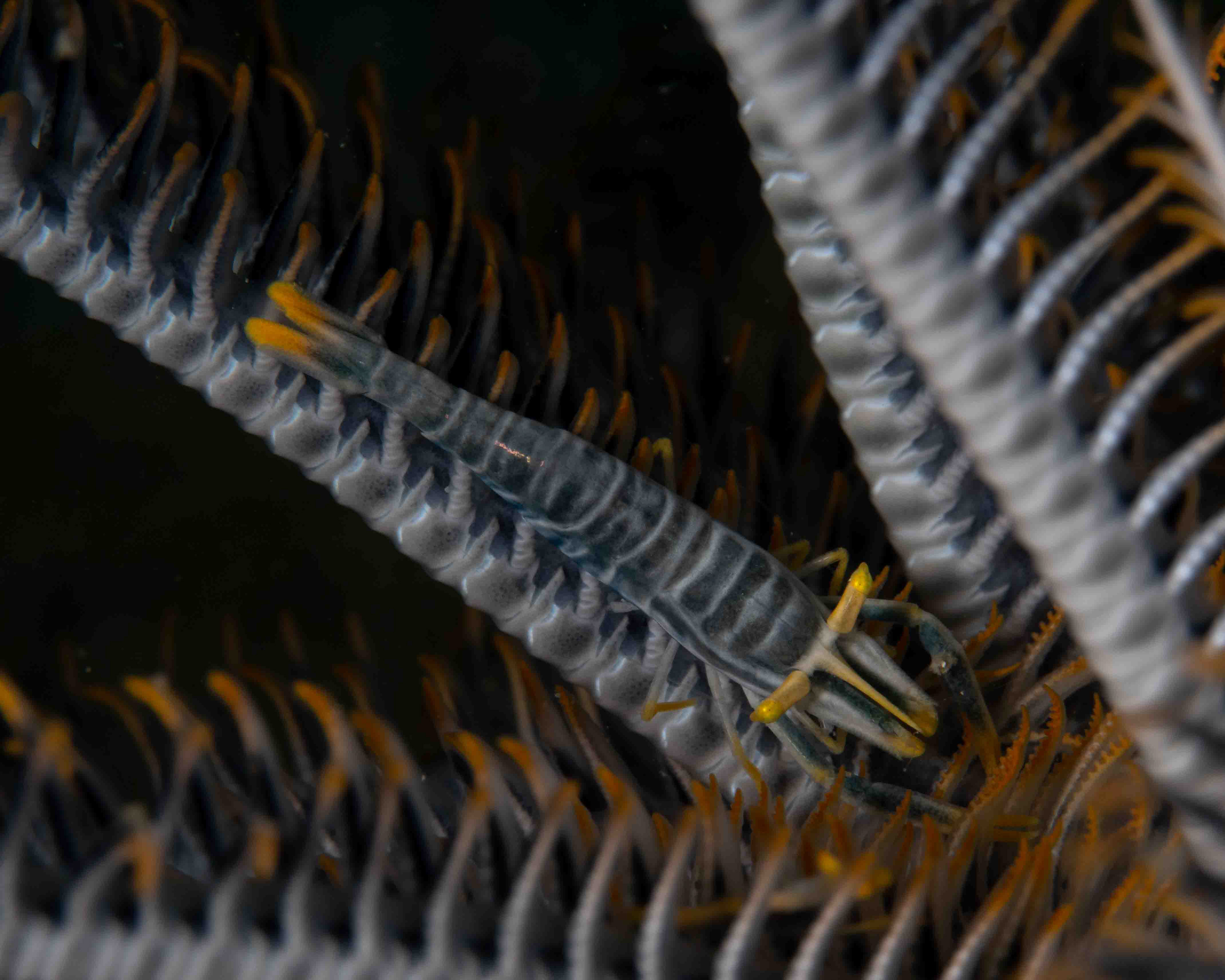 Commensal Crinoid Shrimp