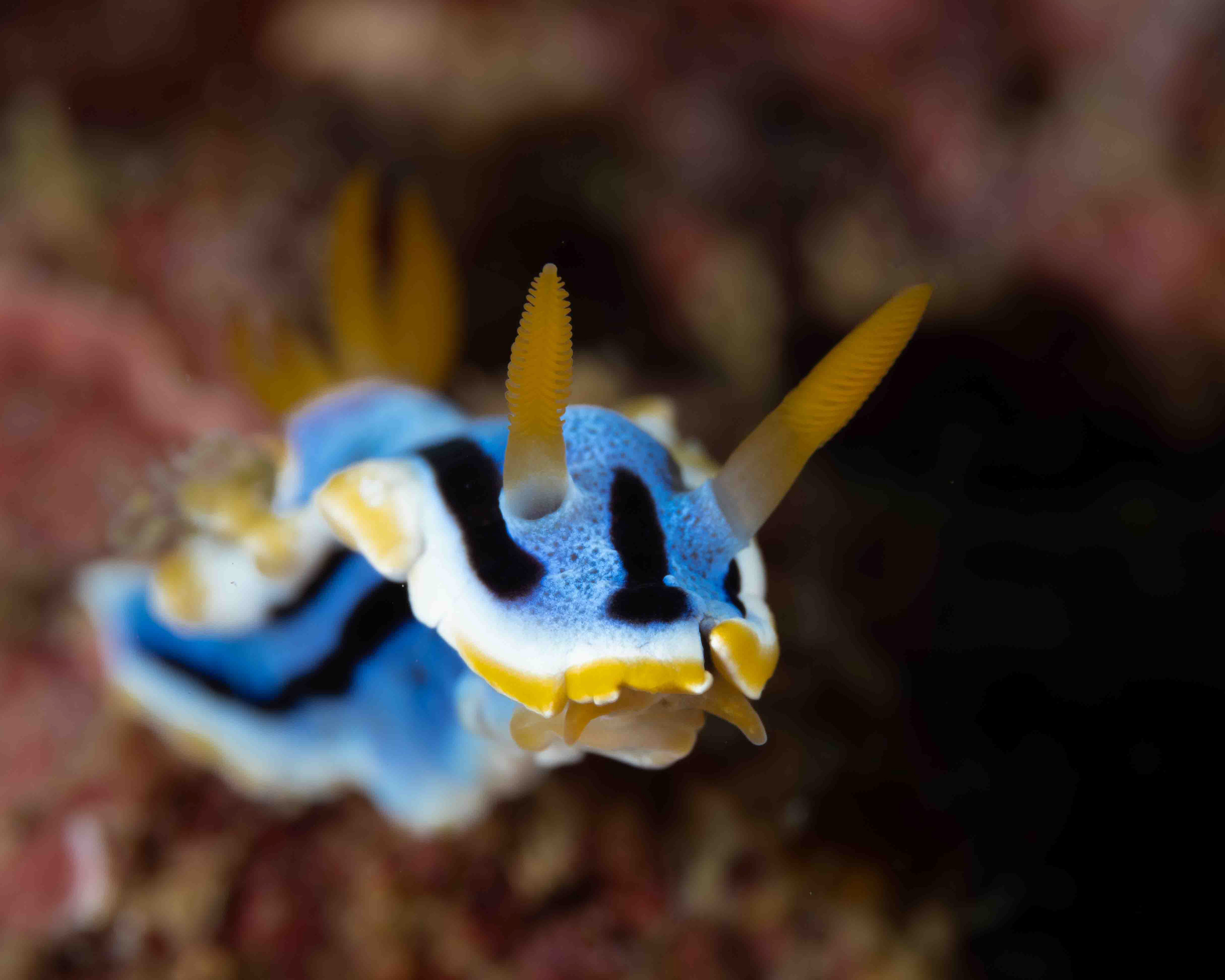 Anna's chromodoris