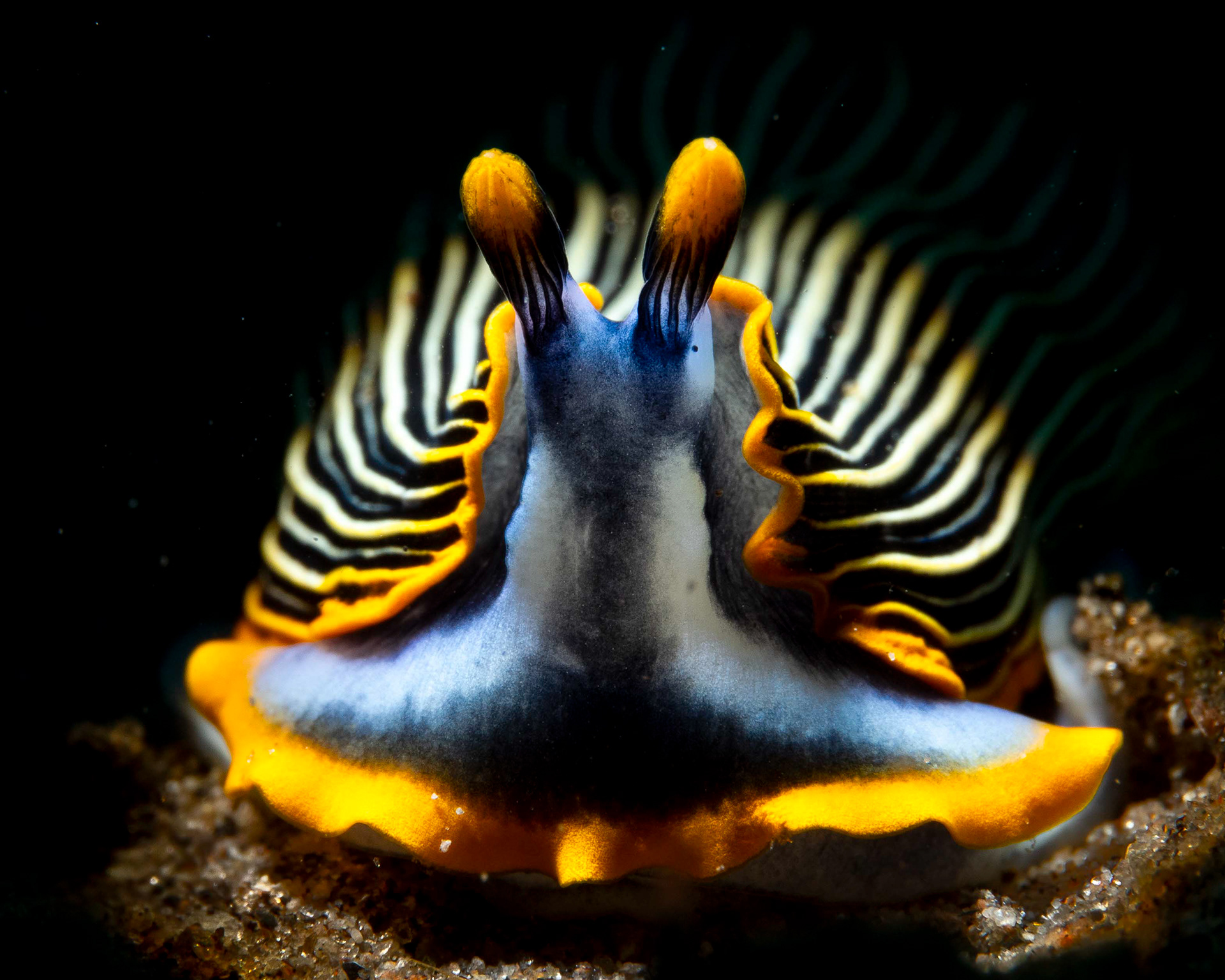 Armina occulta