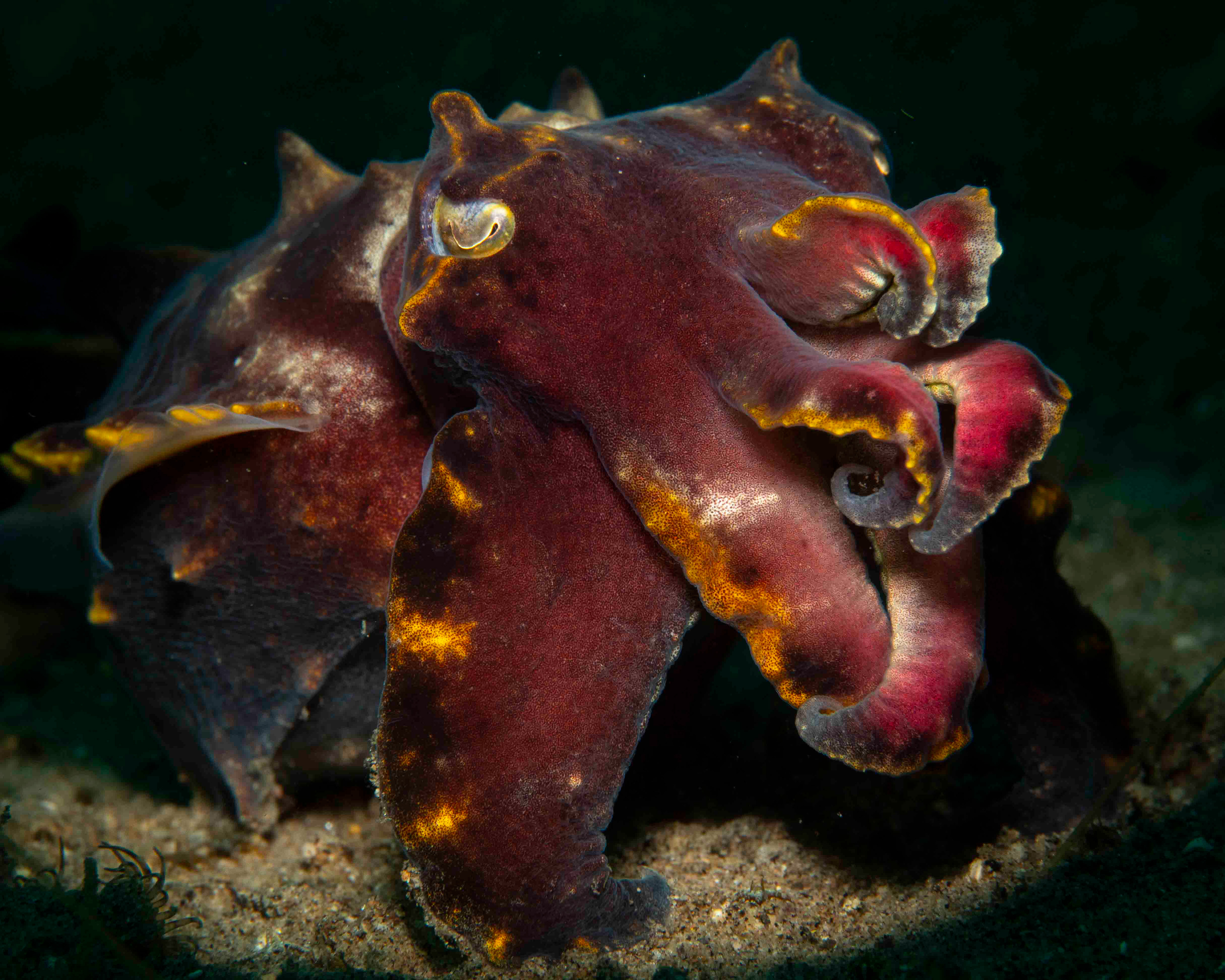 Flamboyant Cuttlefish