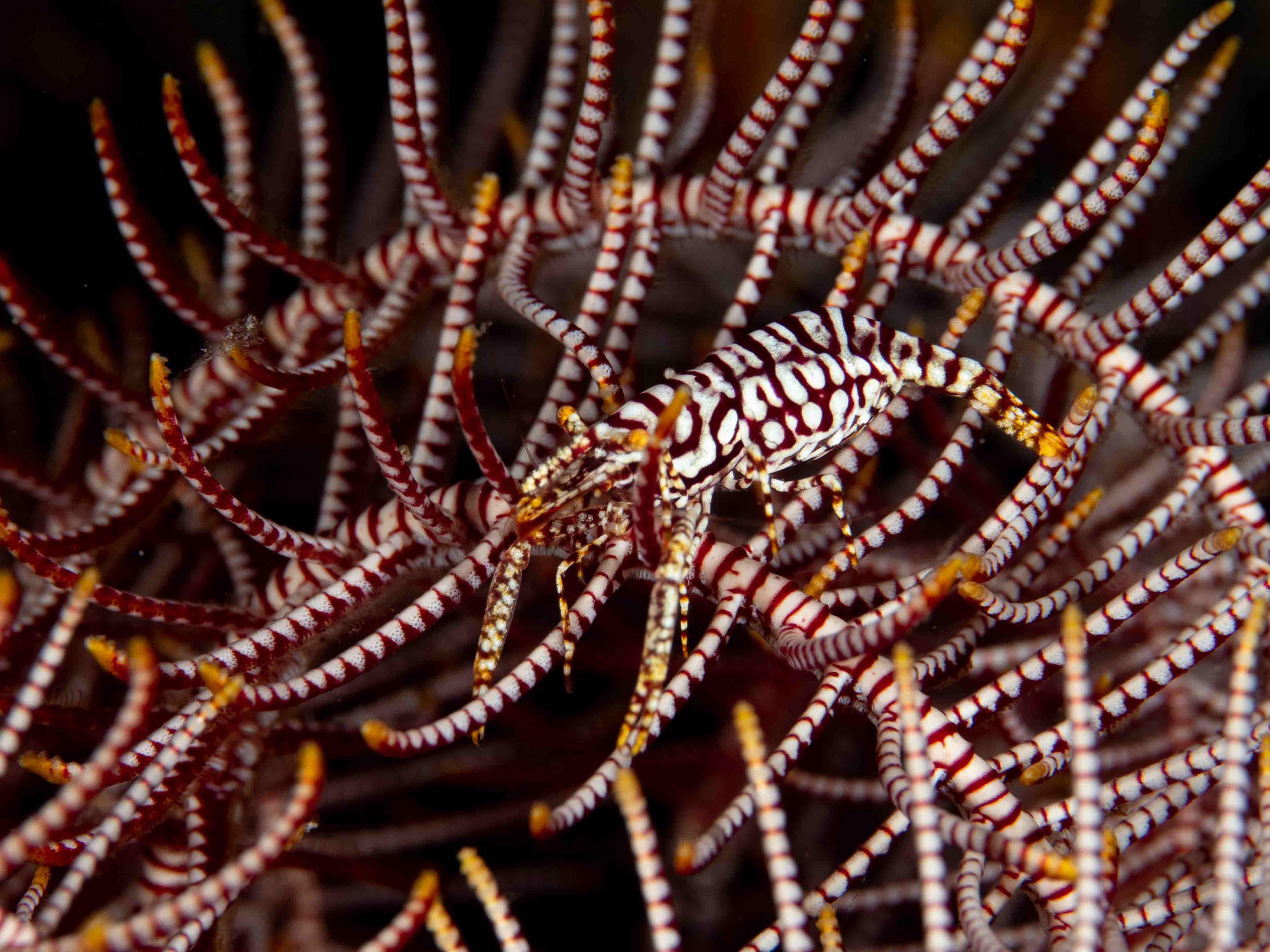 Commensal Crinoid Shrimp