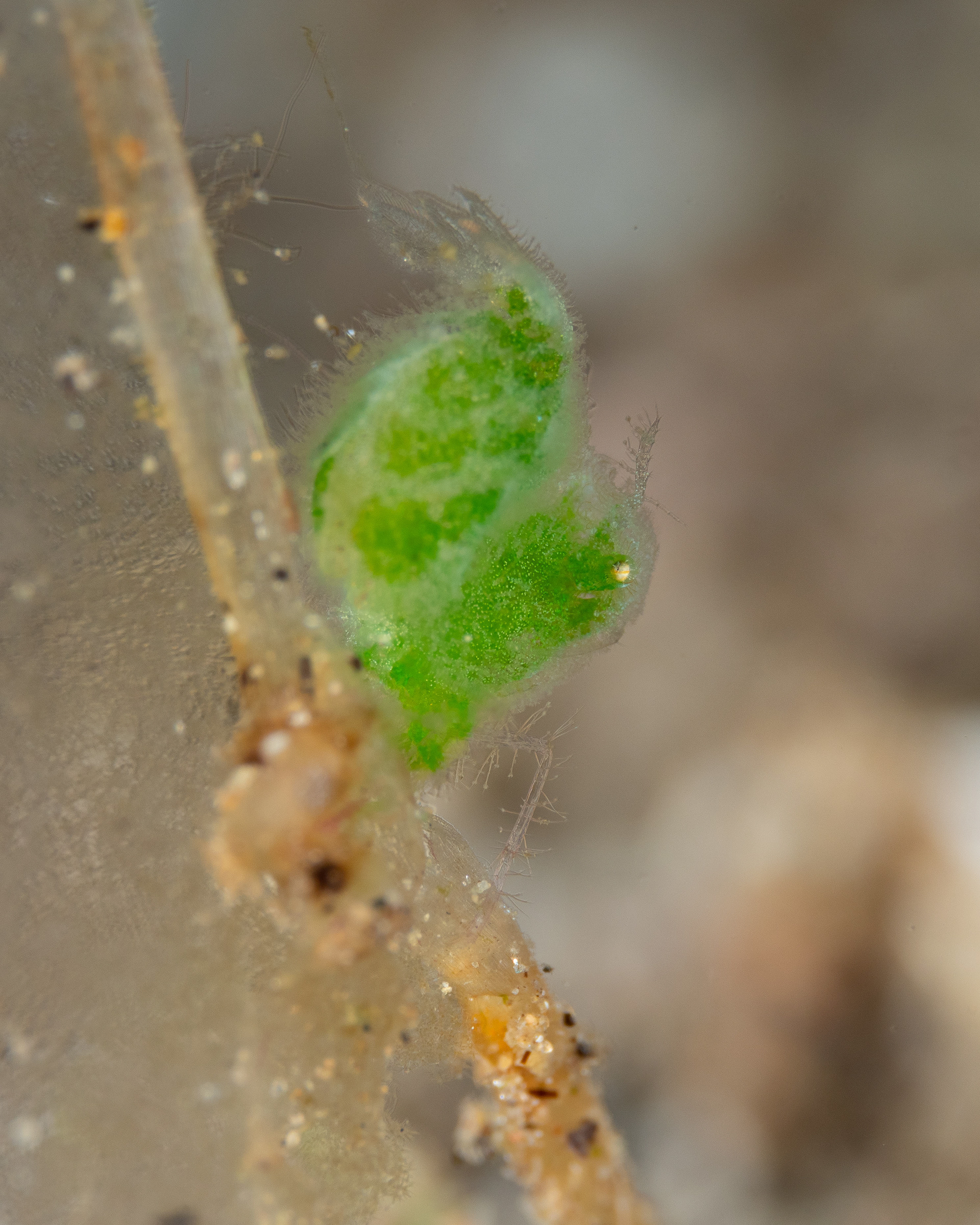 Hairy Shrimp