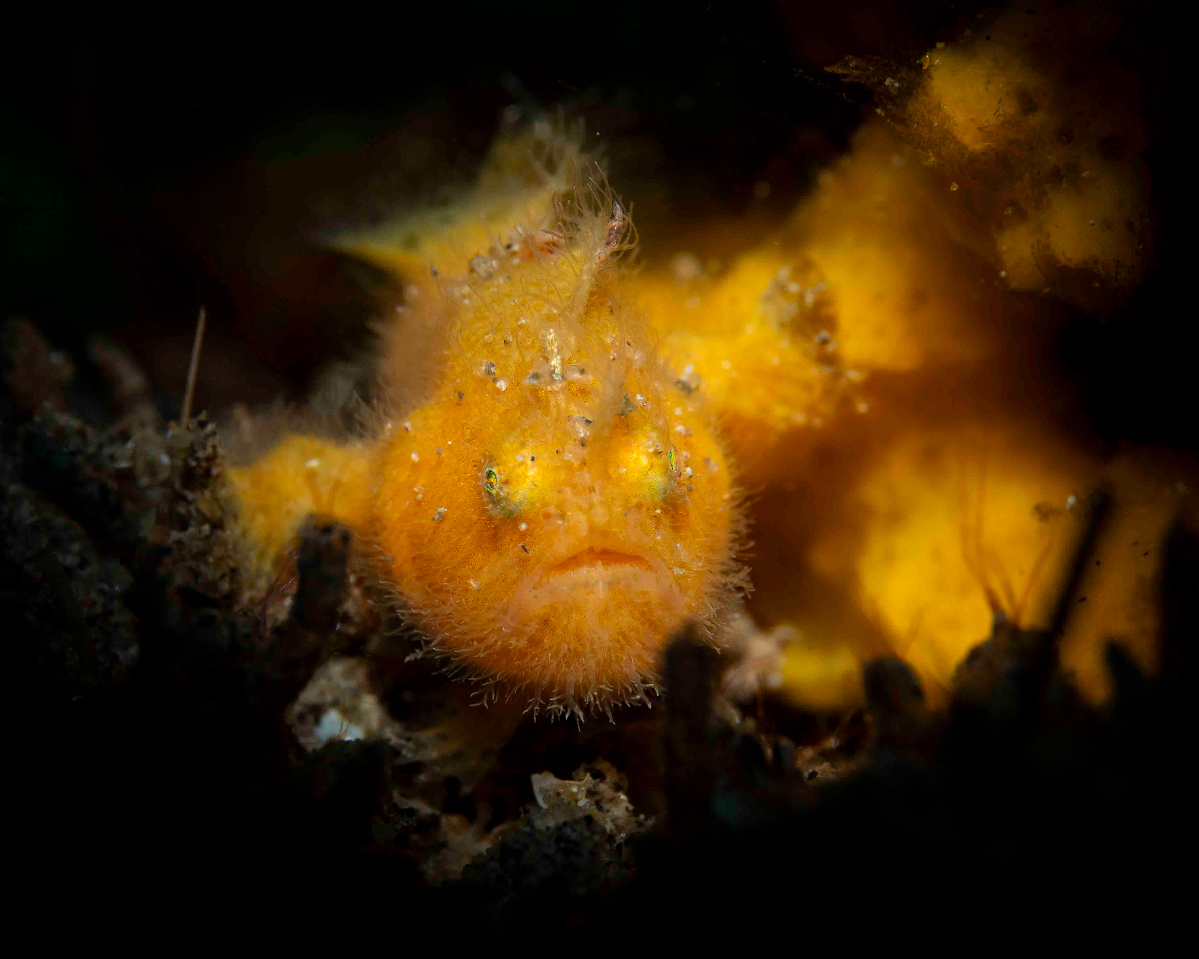 Frog Fish