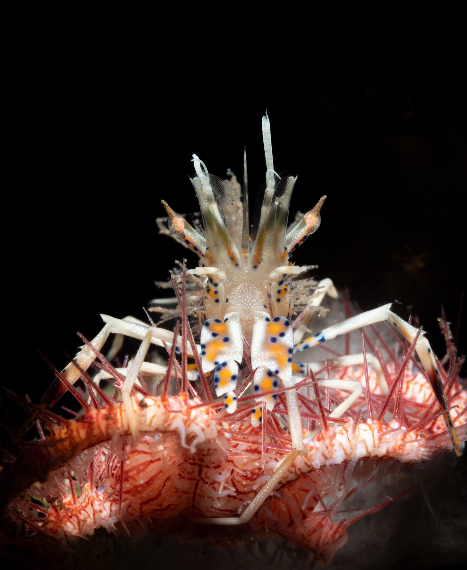 3rd Place - Macro - Spiny Tiger Shrimp