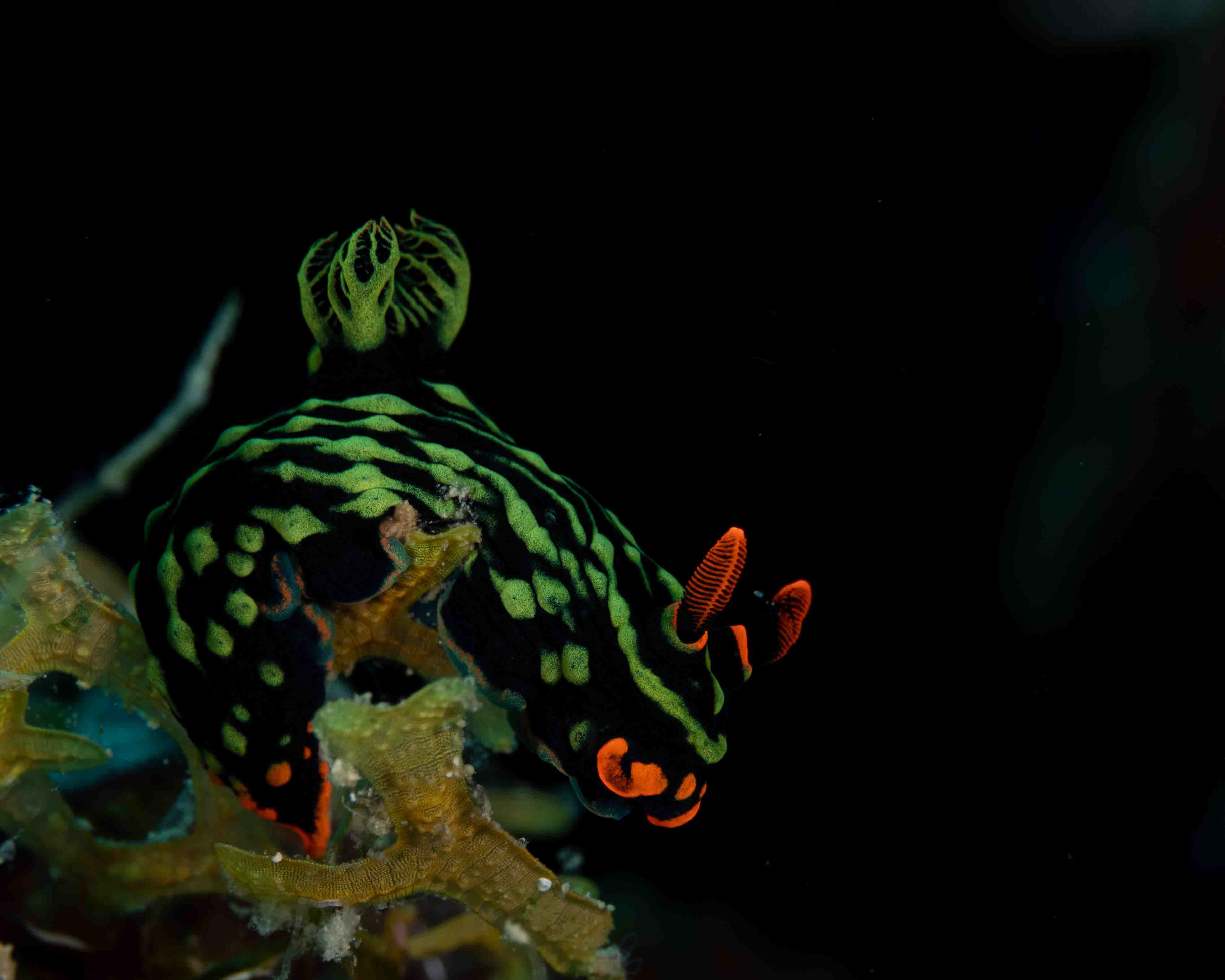 Nembrotha kubaryana