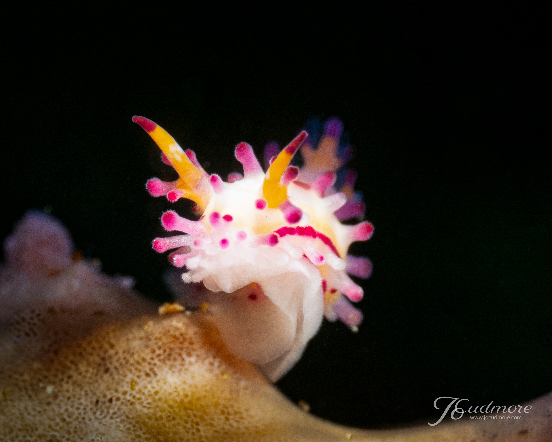 Aegires villosus