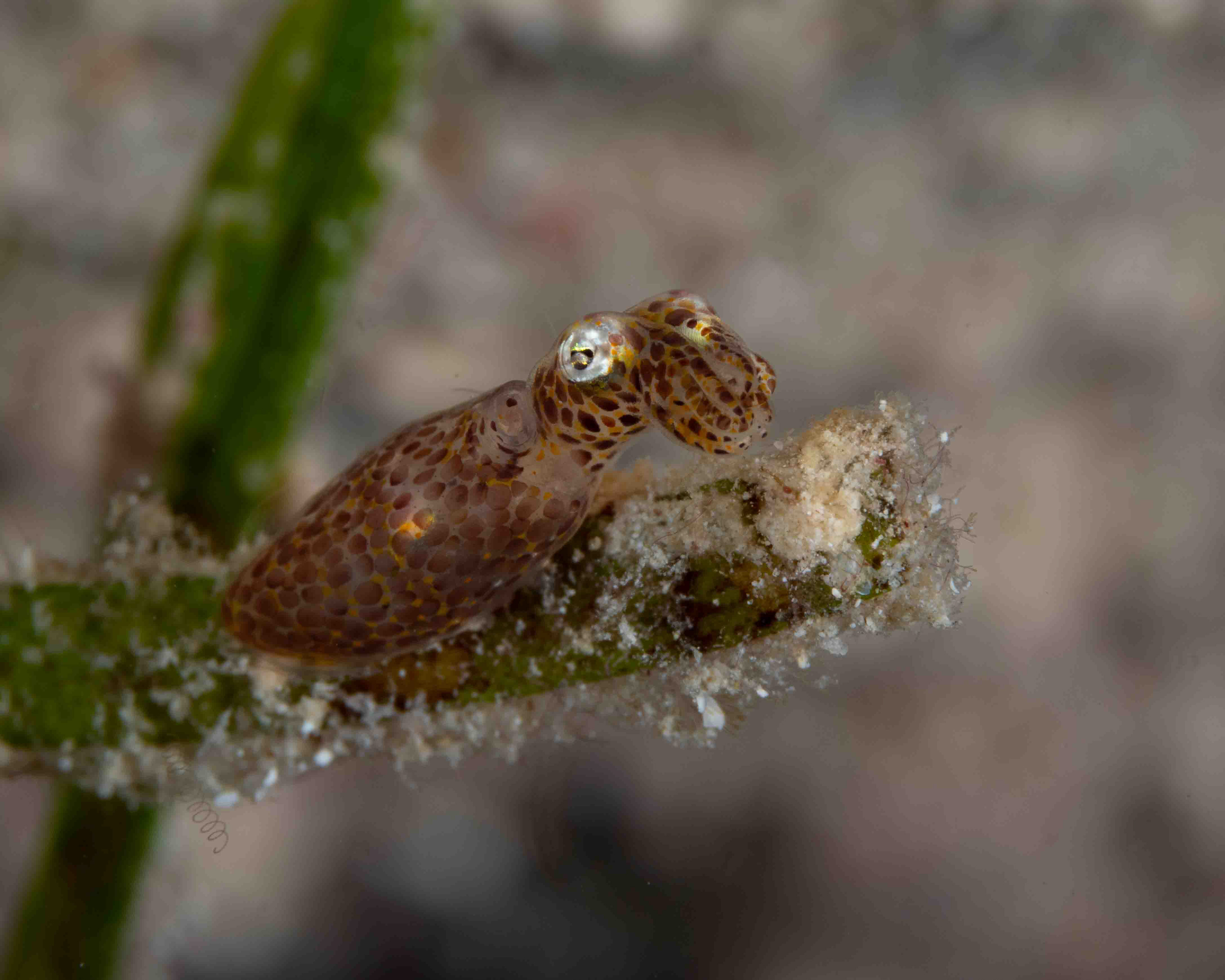Pygmy Squid