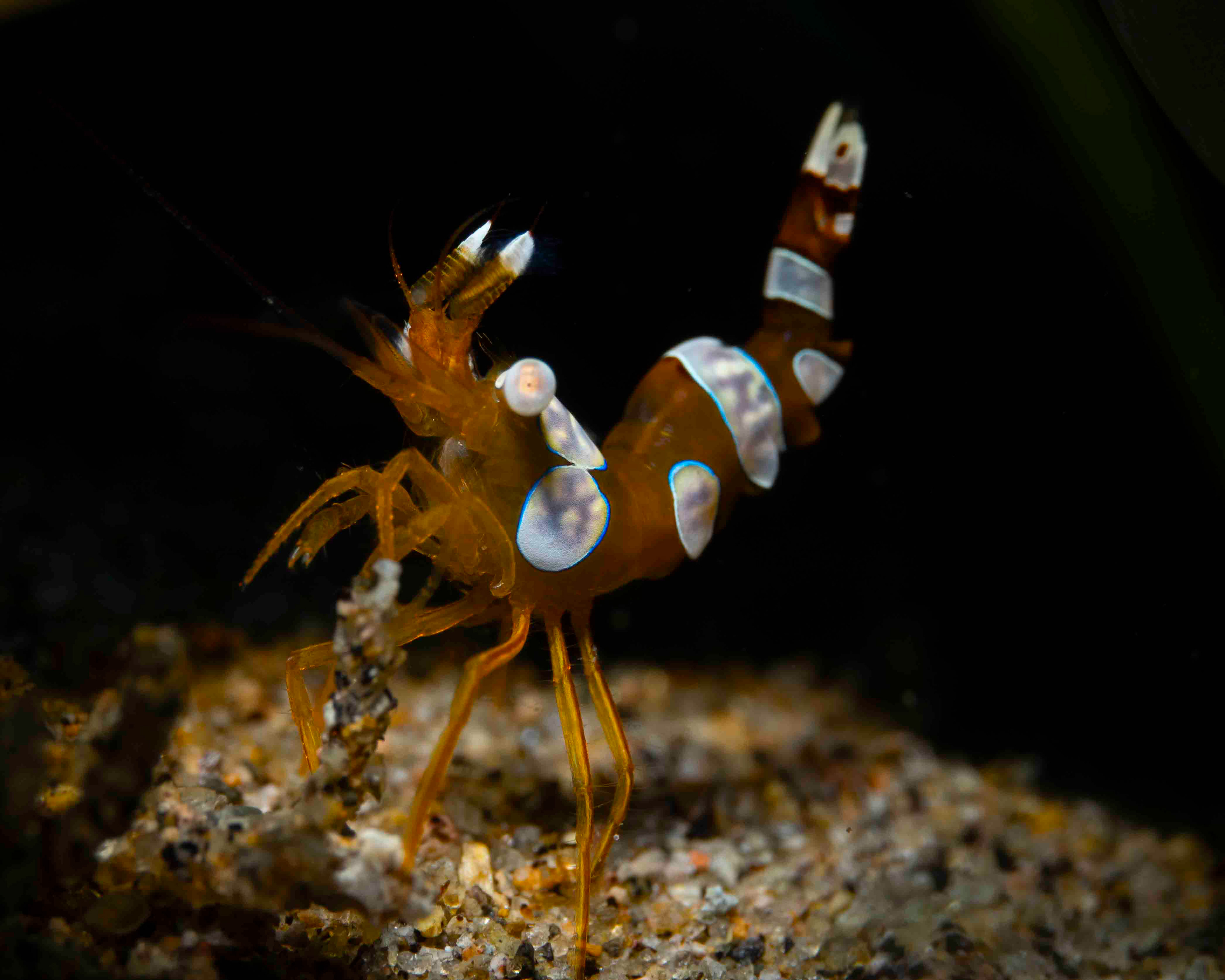 Squat Shrimp