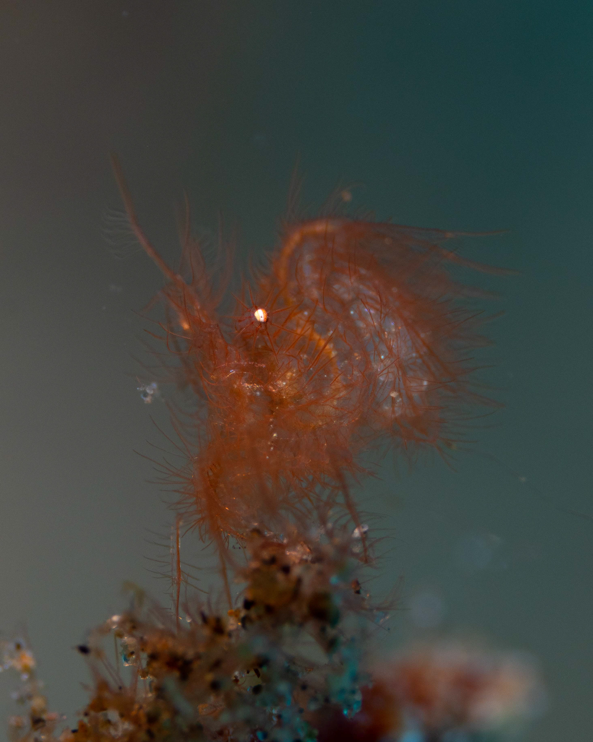 Hairy Shrimp with eggs