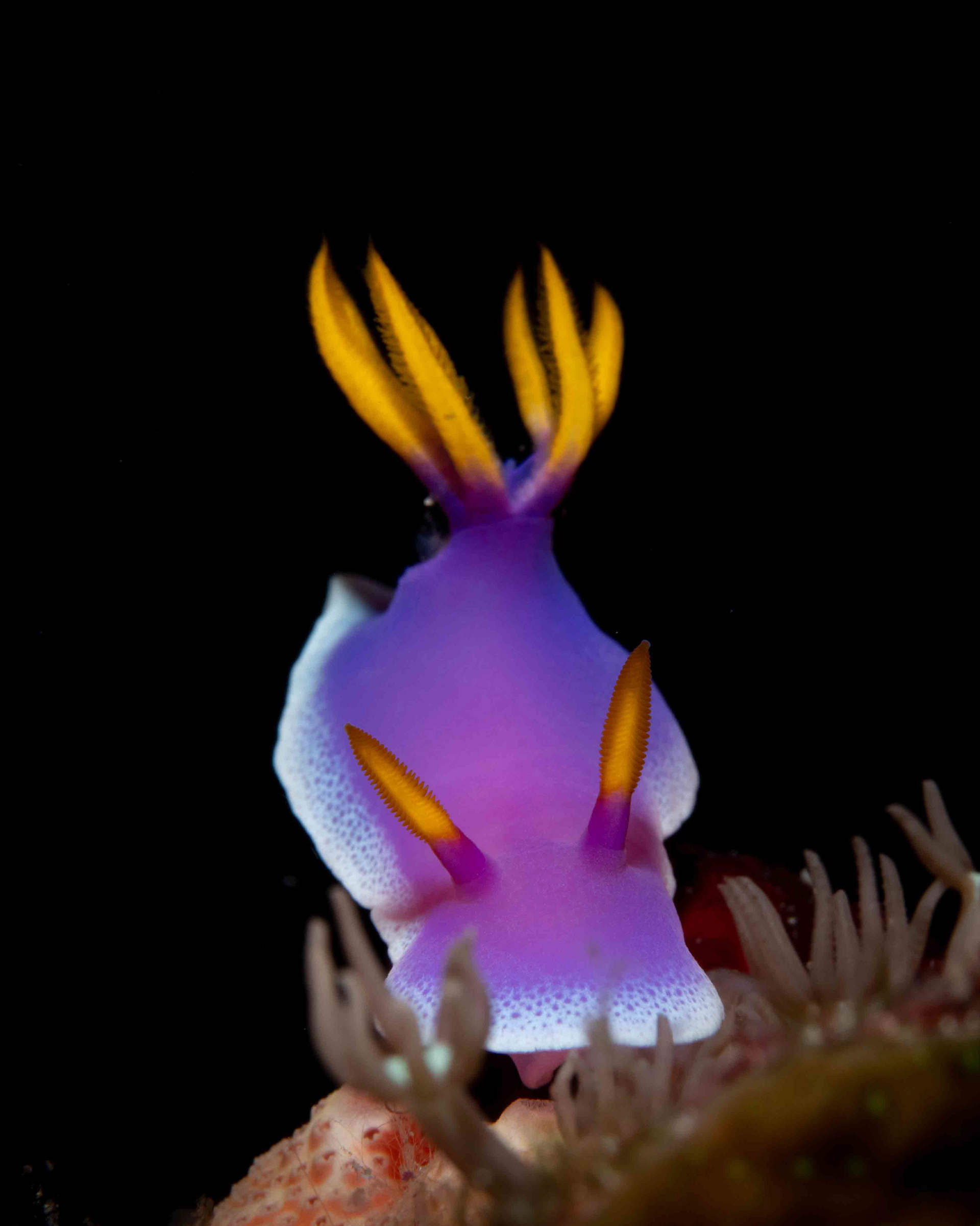 Hypselodoris apolegna
