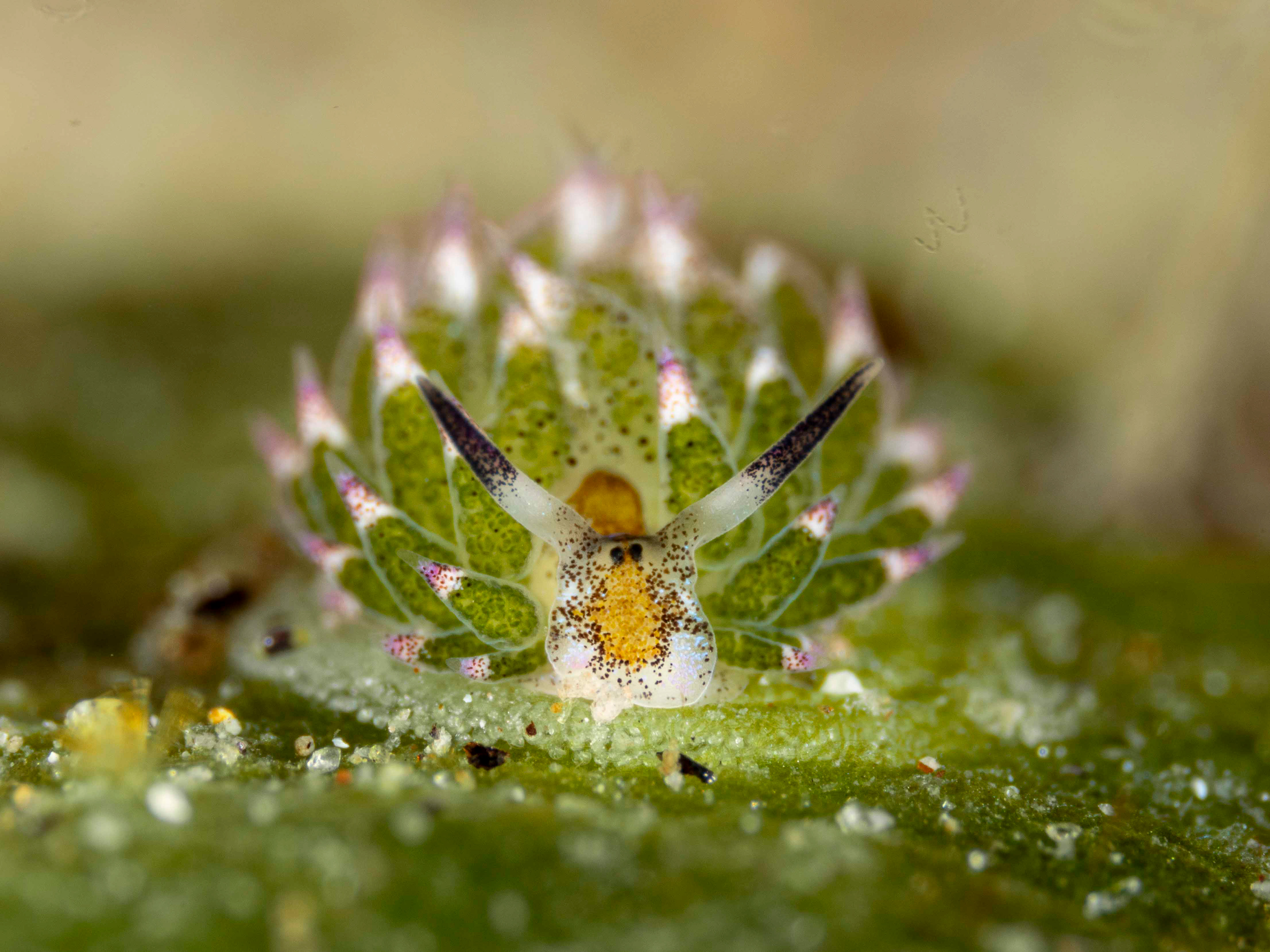 Sheep nudi with eggs