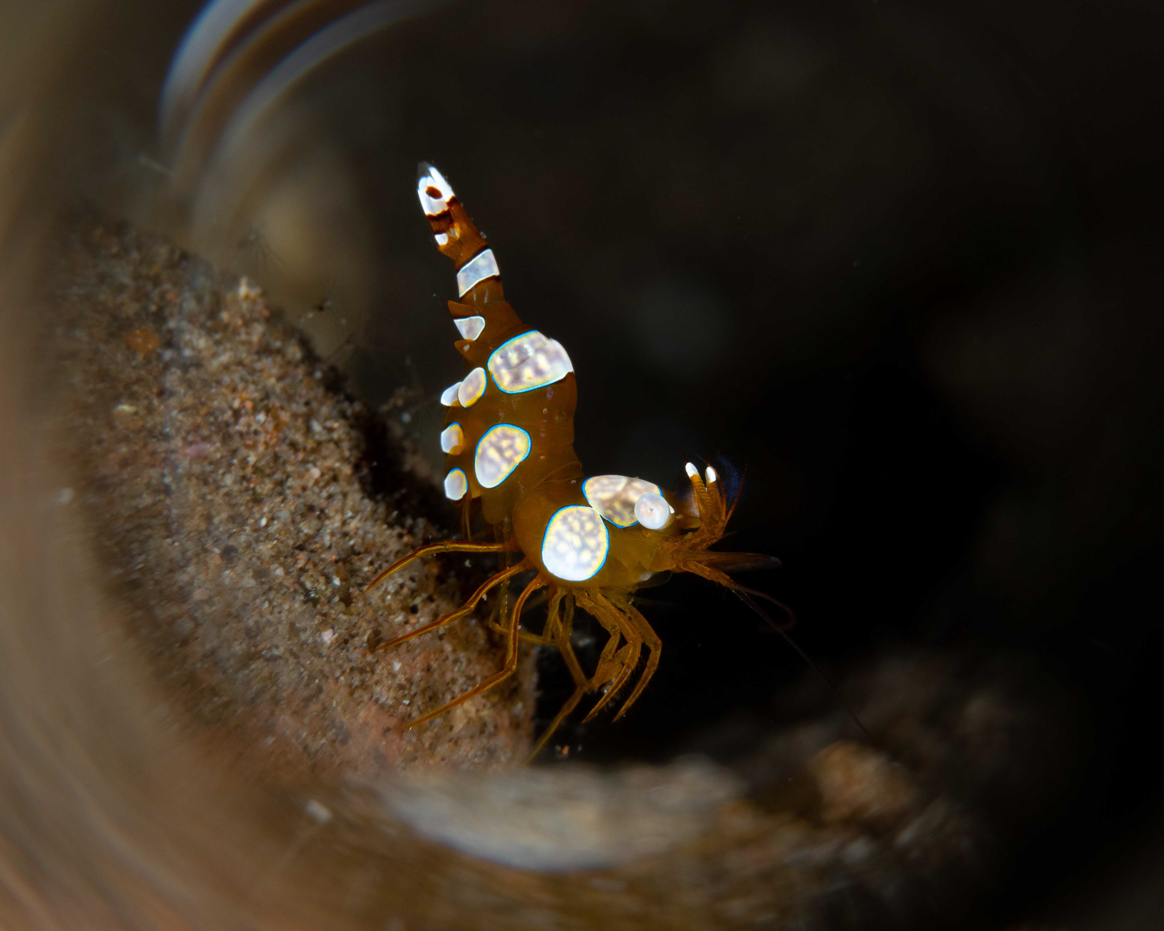 Squat Shrimp