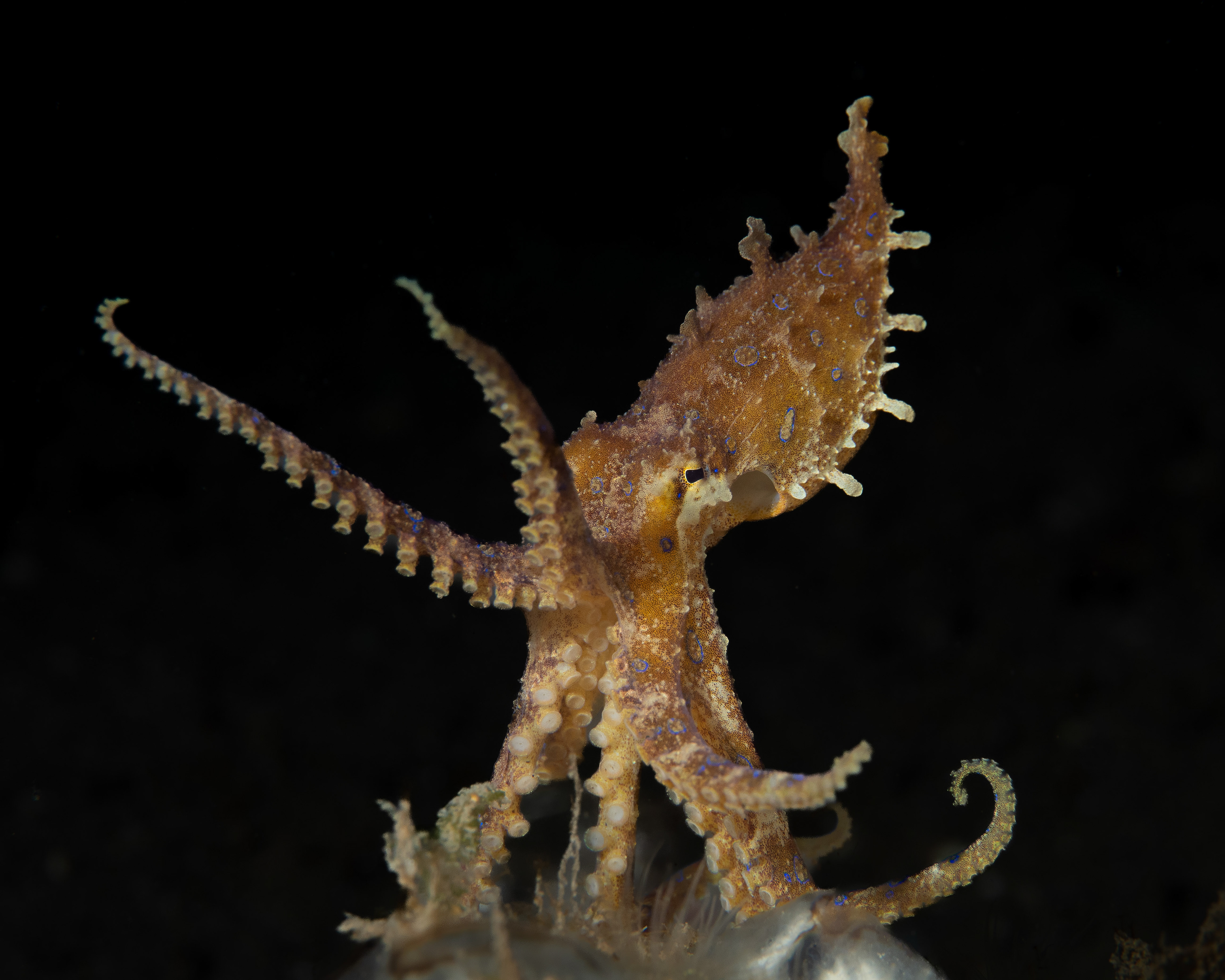 Blue ring octopus