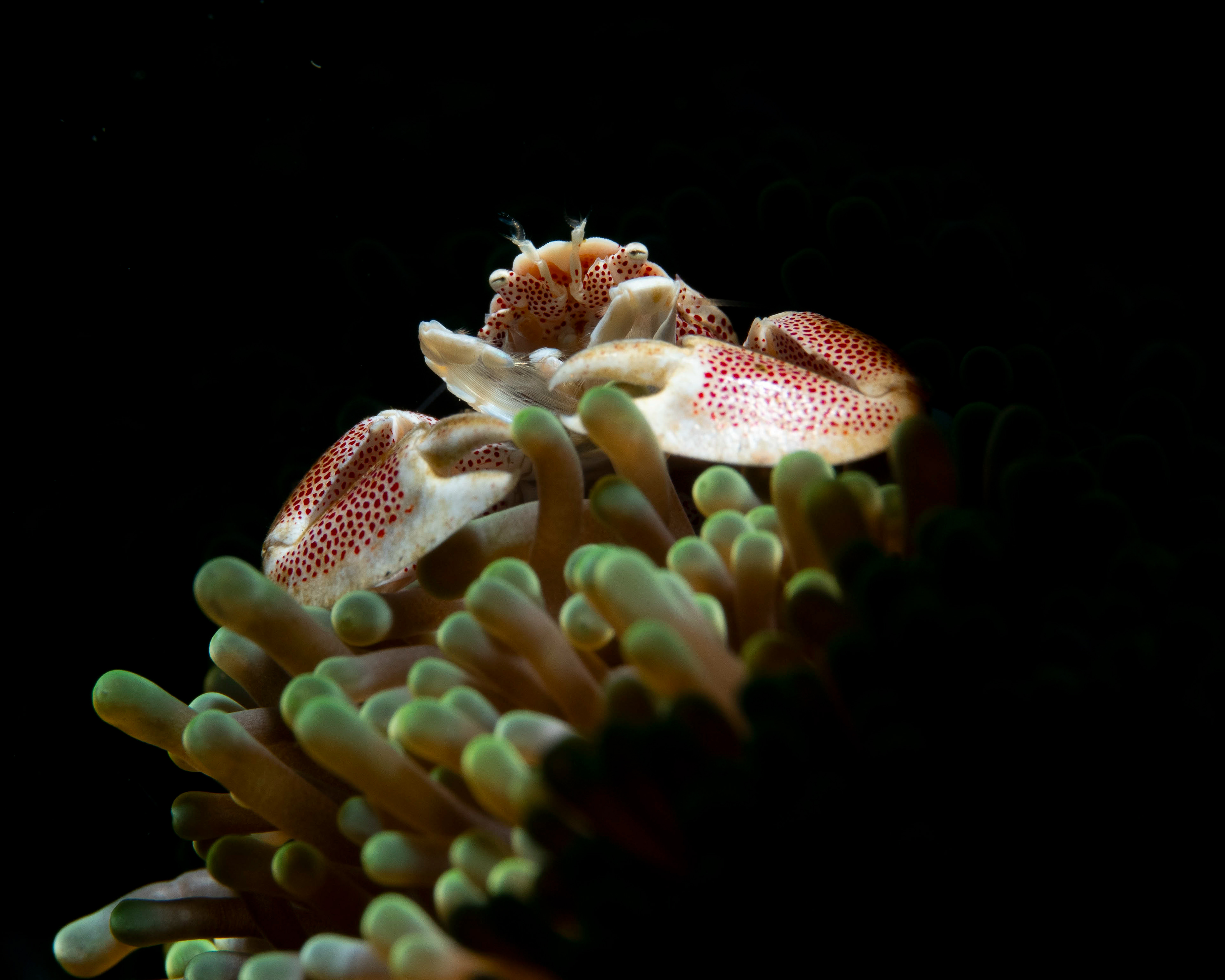 Spotted porcelain crab