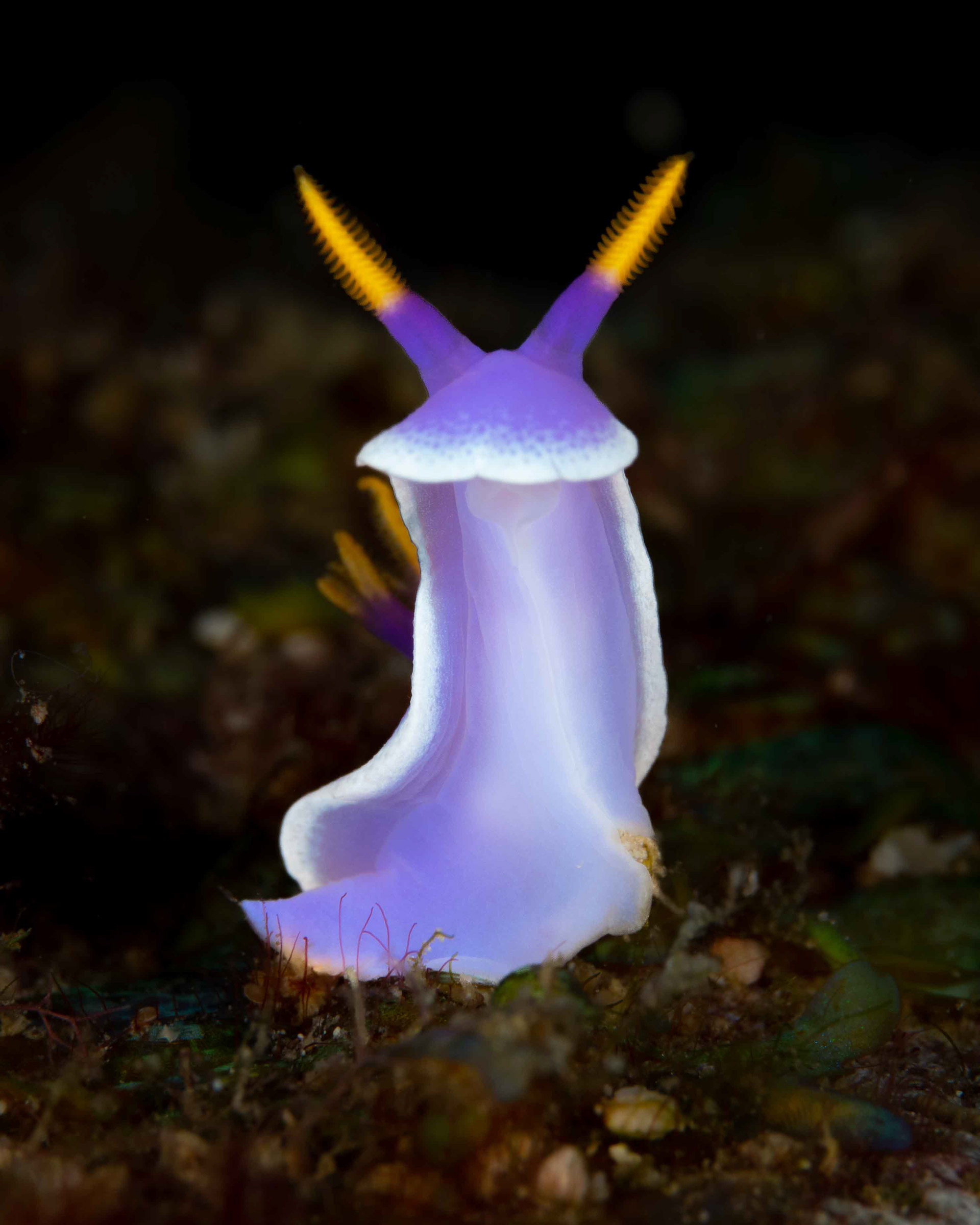Hypselodoris sp.