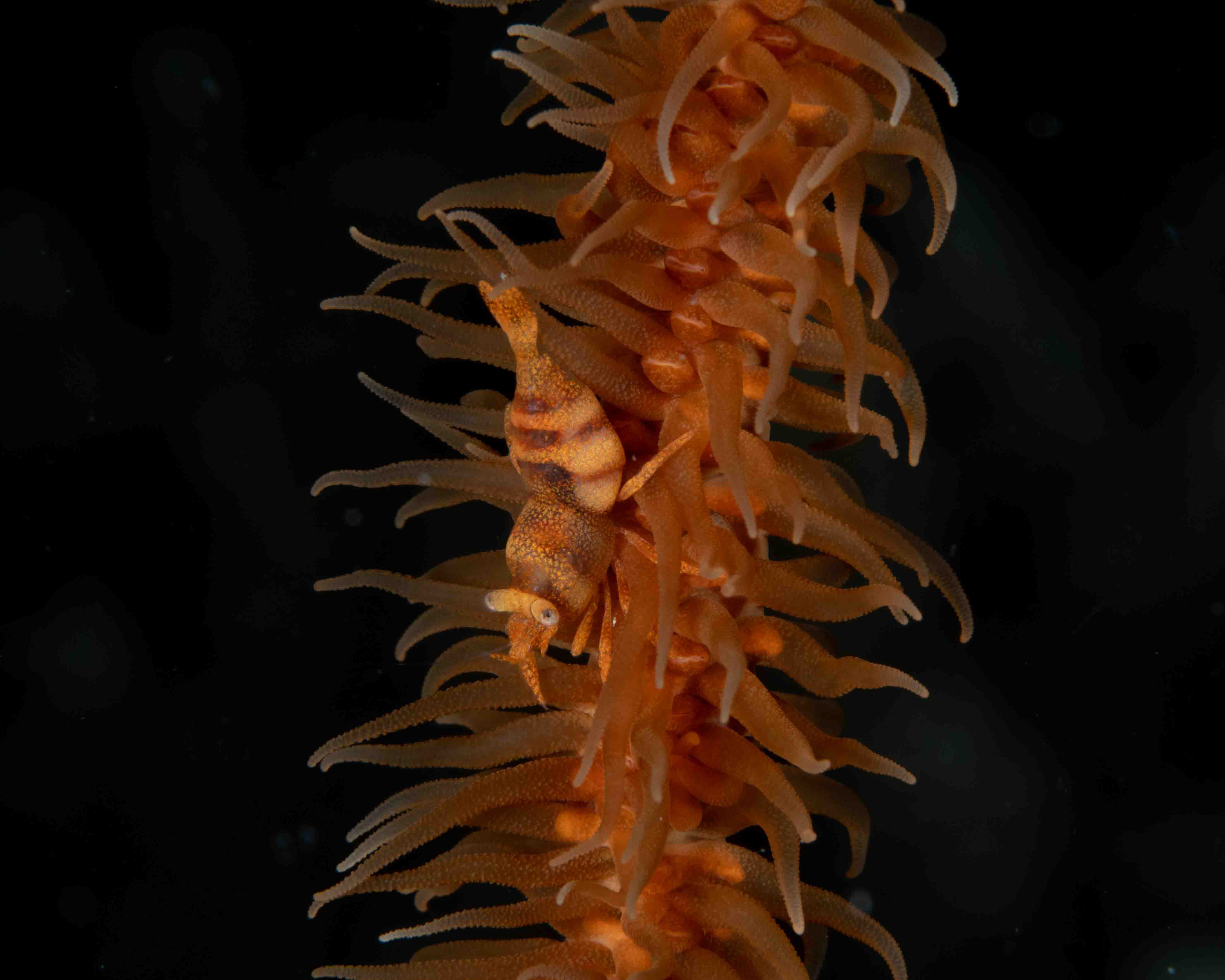 Whip Coral Partner Shrimp
