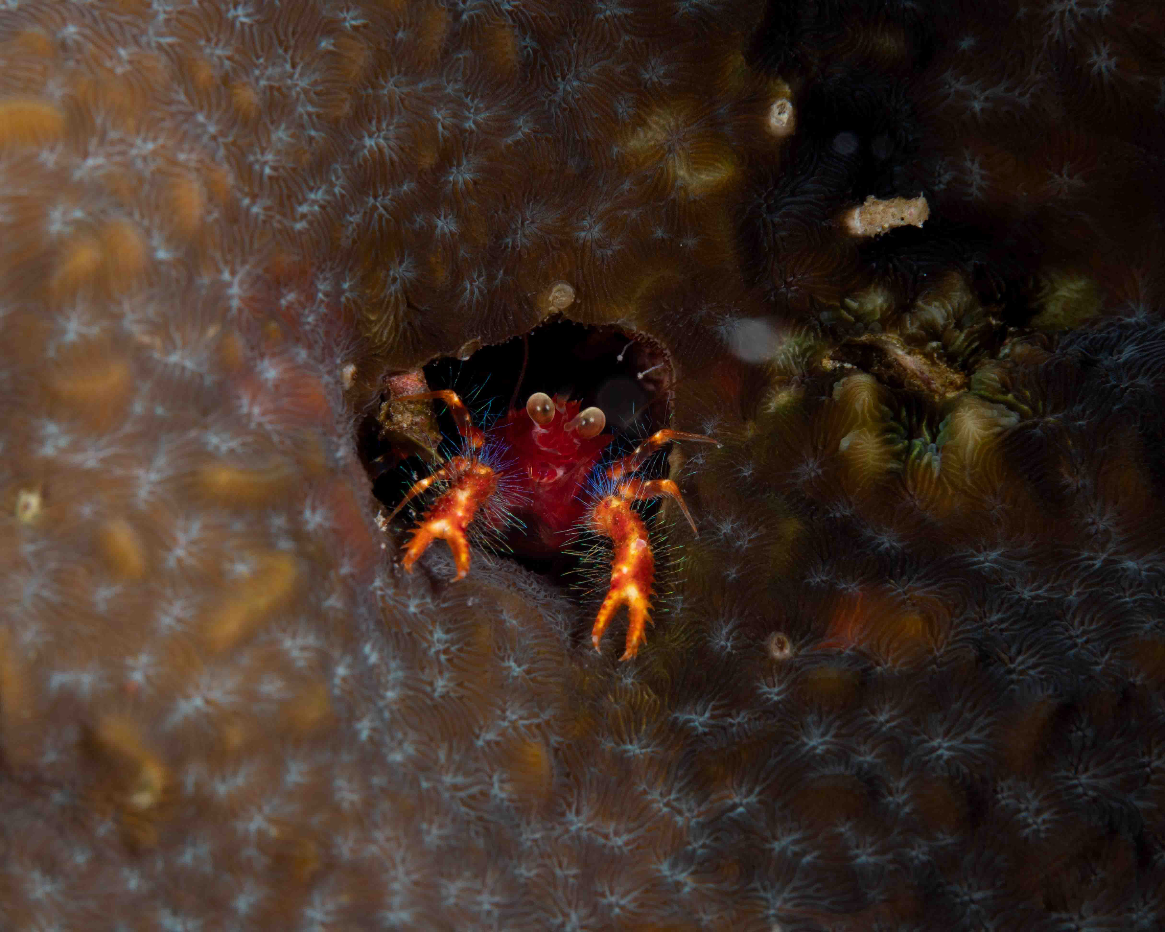 Olivar's squat lobster