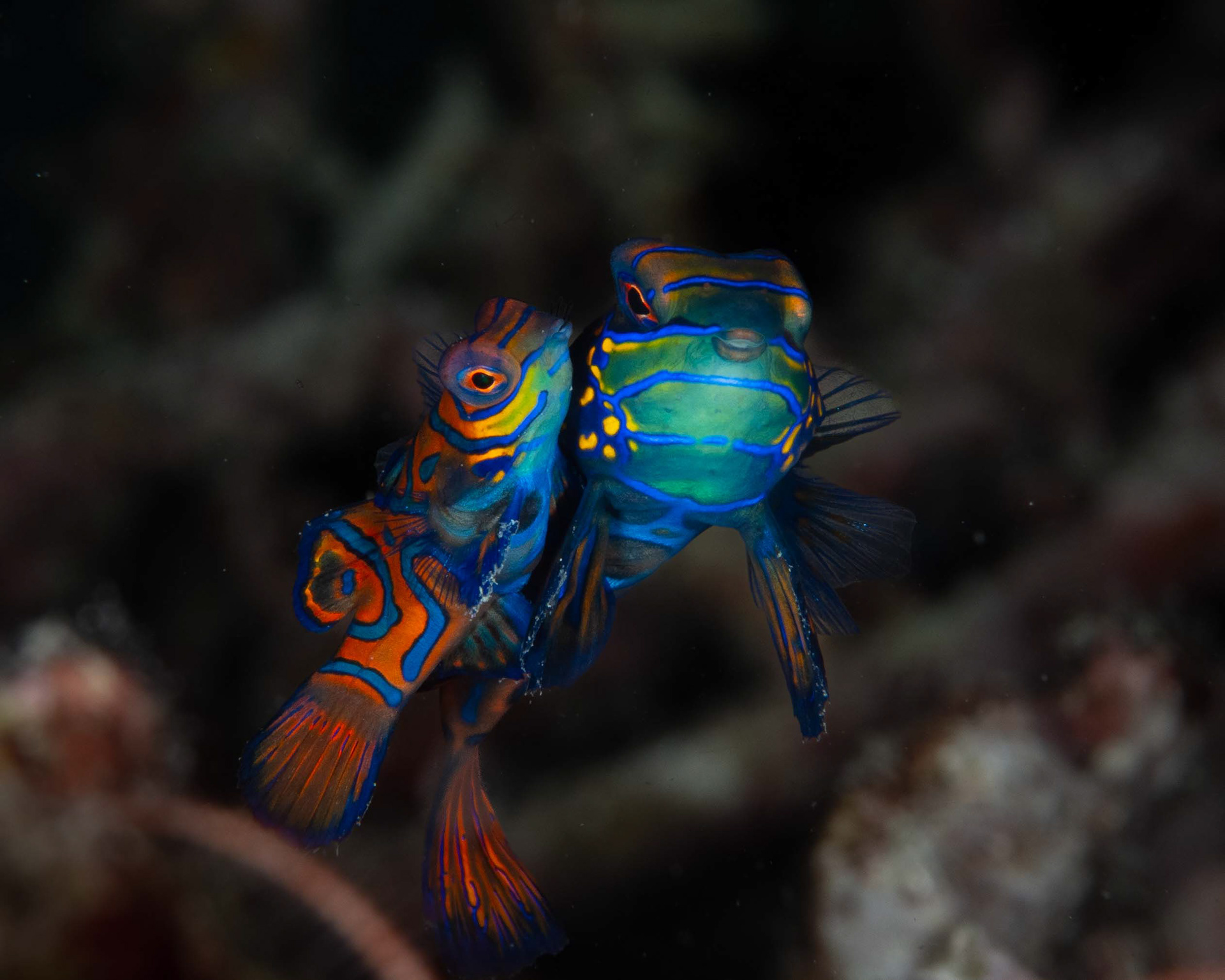 Mandarin Fish